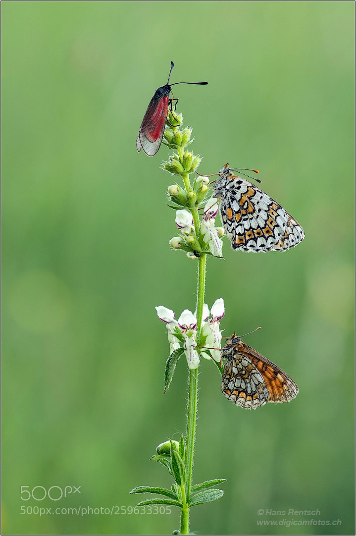 Nikon D850 sample photo. Trio.... photography