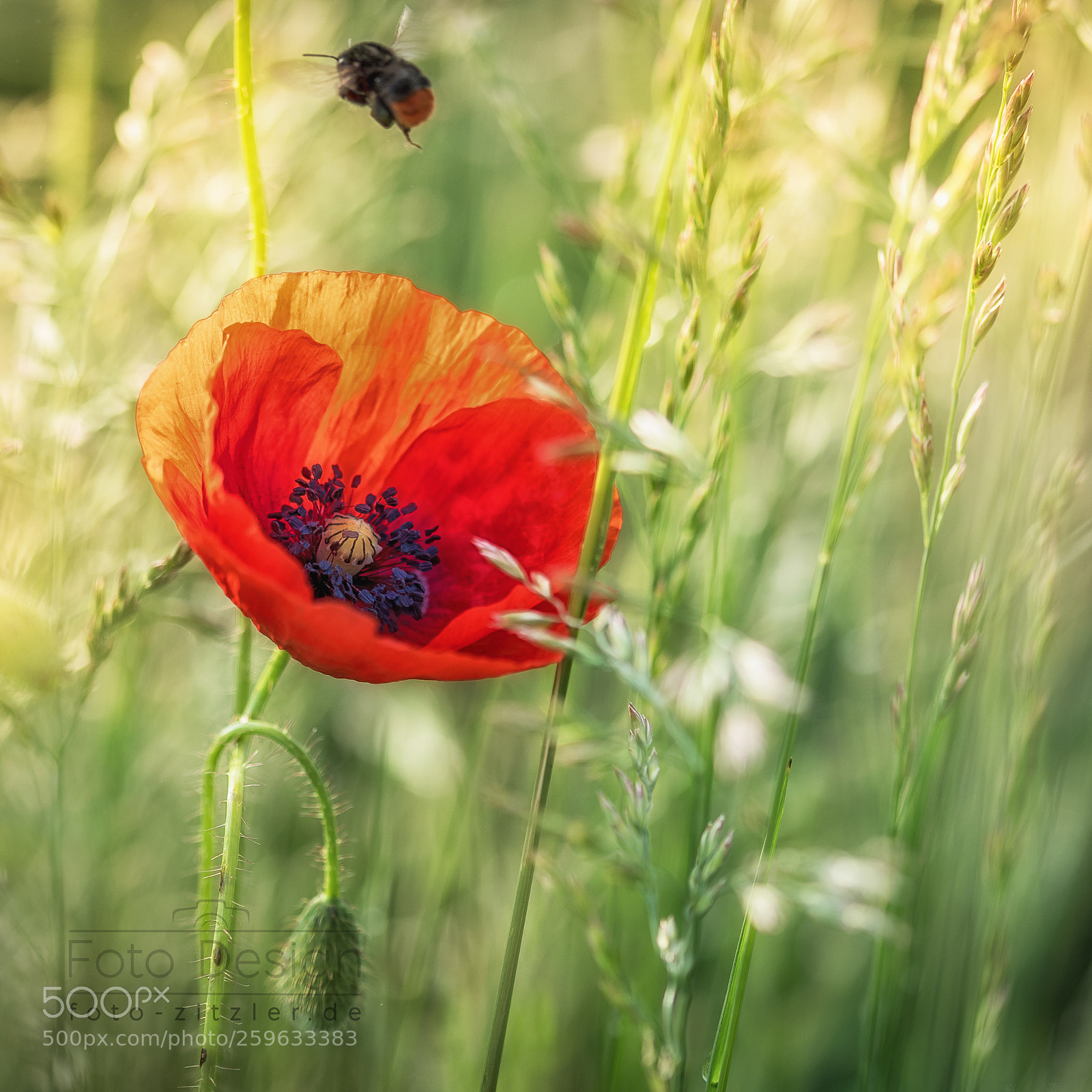 Nikon D750 sample photo. Red dot photography
