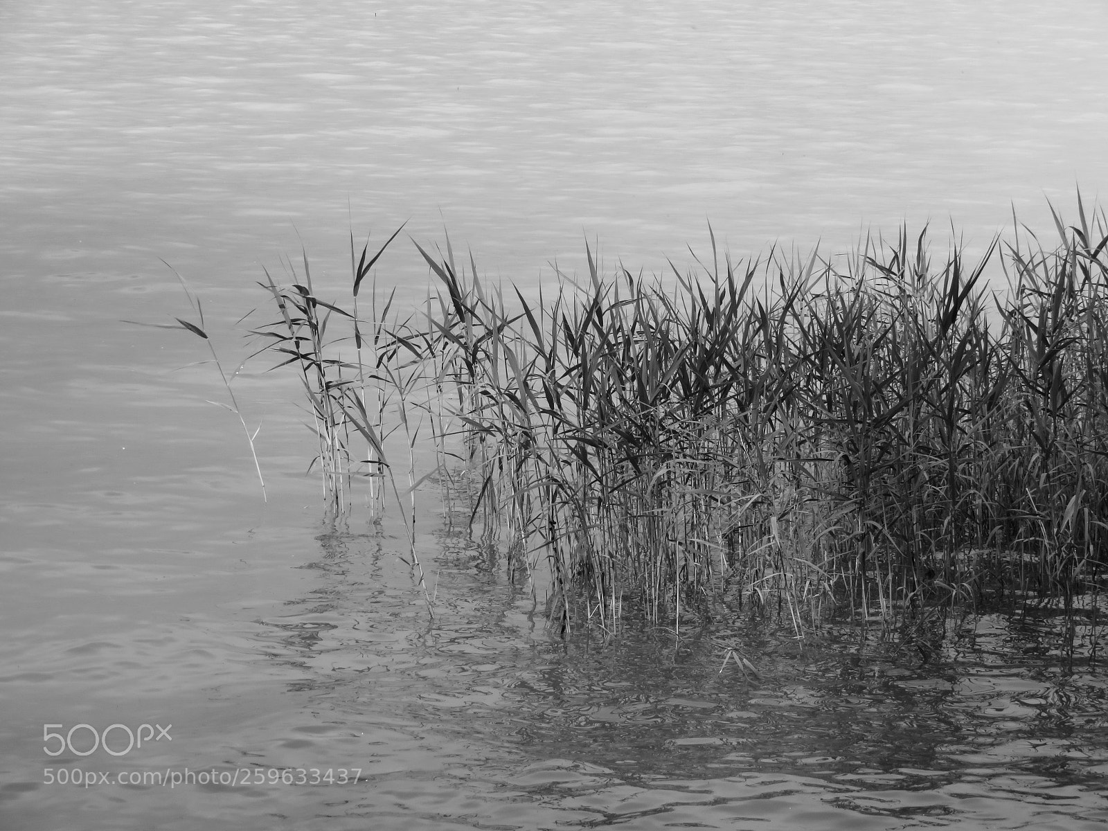 Canon PowerShot SX720 HS sample photo. Balaton photography