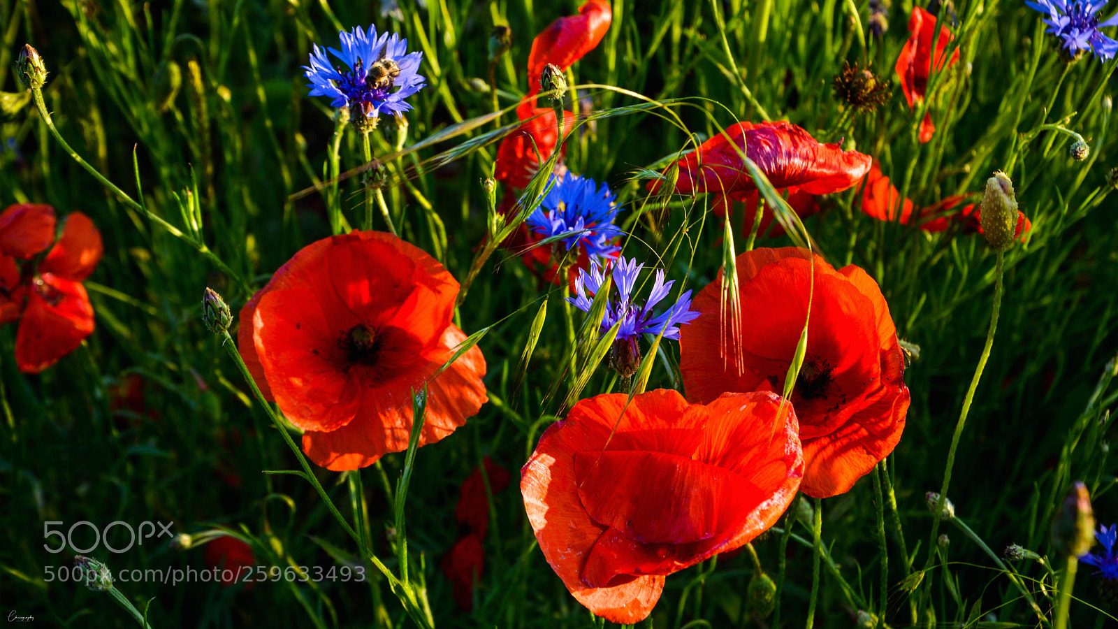 Nikon D7100 sample photo. Poppies photography