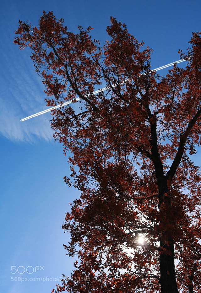 Canon EOS 750D (EOS Rebel T6i / EOS Kiss X8i) sample photo. Onto the sky photography