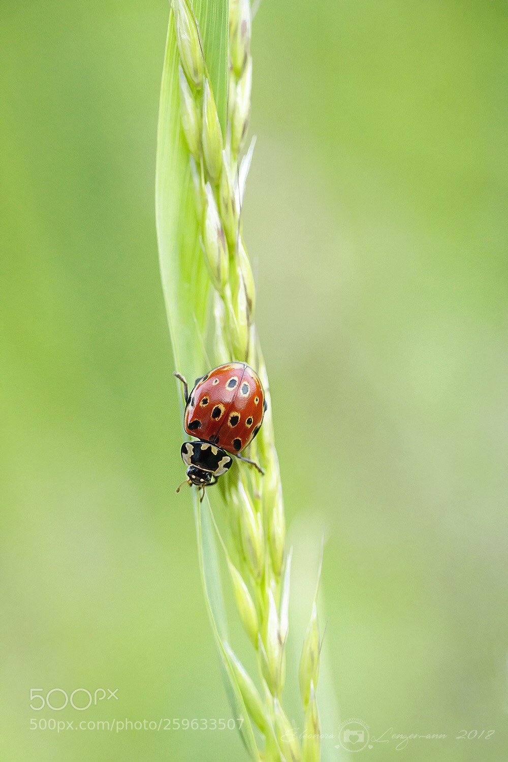 Sony a7 II sample photo. Ladybug photography