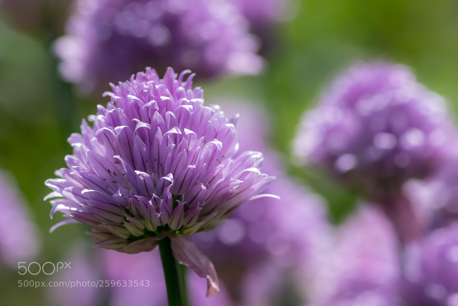 Pentax K-70 sample photo. Schnittlauch photography