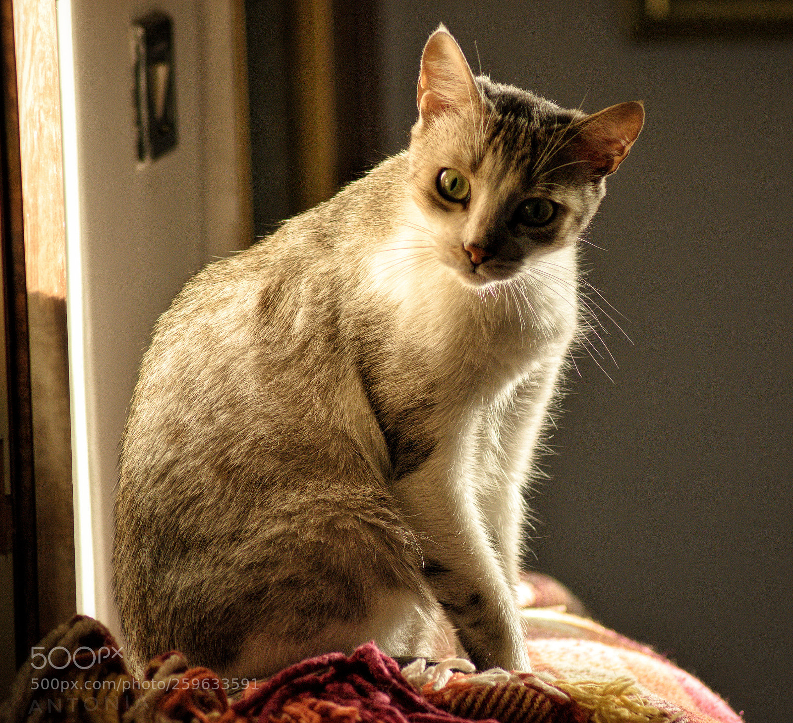Nikon D7200 sample photo. Untitled photography