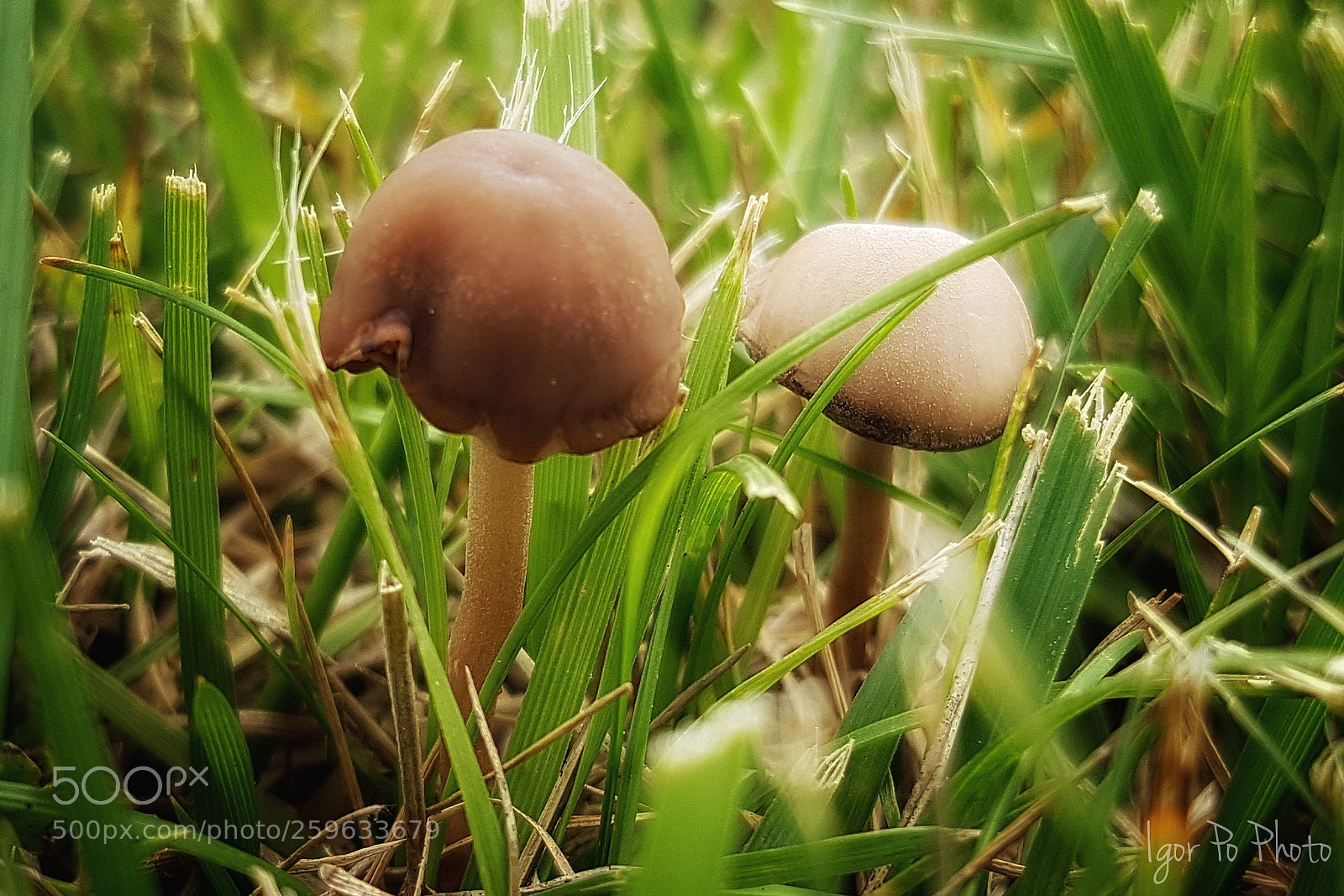 Samsung Galaxy S7 Edge sample photo. Magic shroomz (i) photography