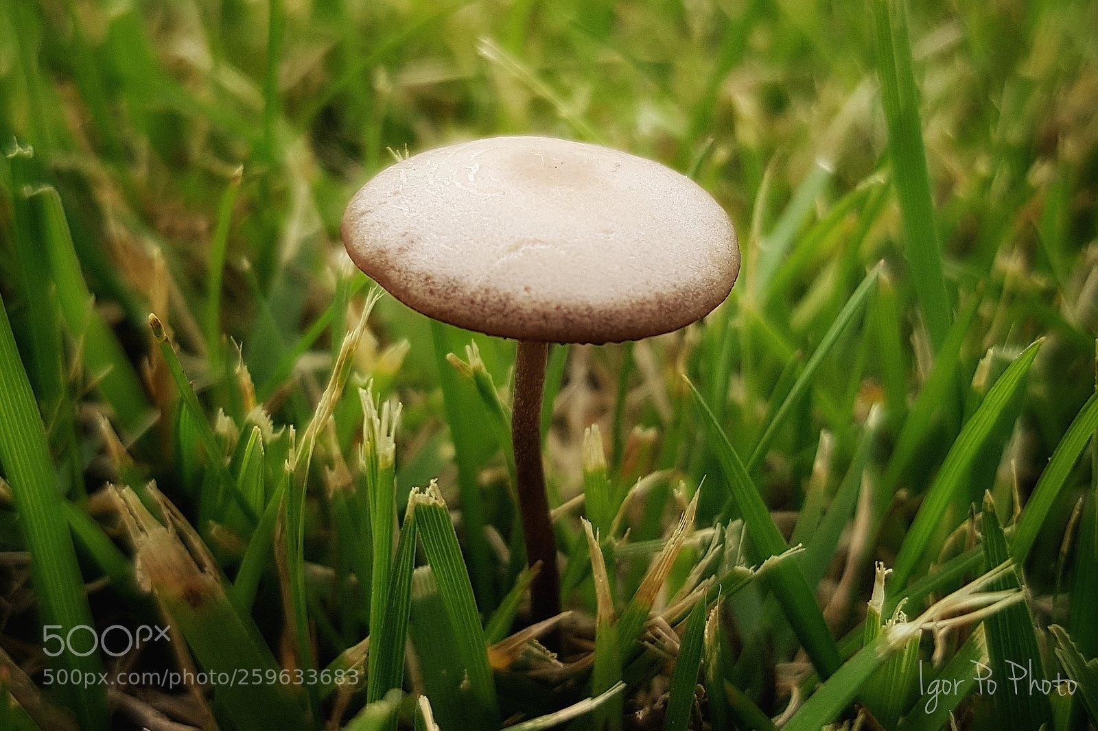 Samsung Galaxy S7 Edge sample photo. Magic shroomz (ii) photography