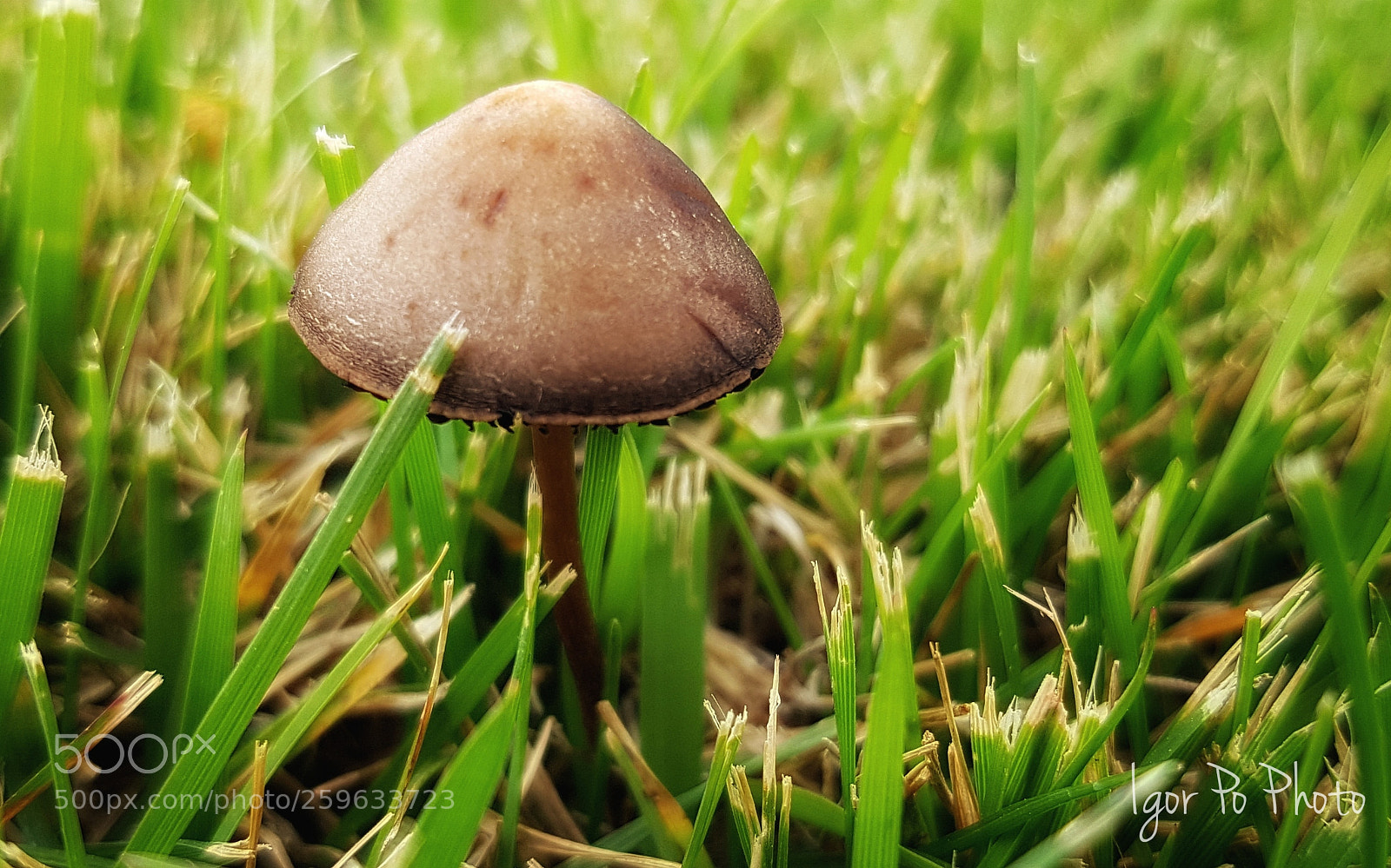 Samsung Galaxy S7 Edge sample photo. Magic shroomz (iii) photography