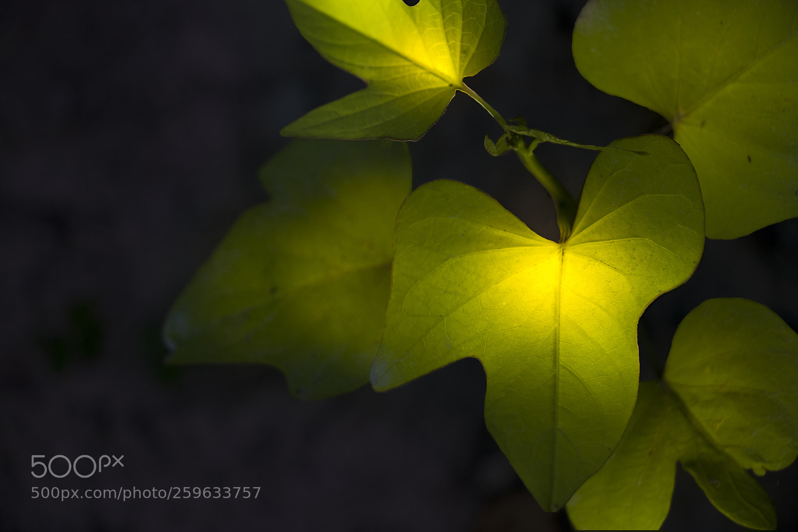 Canon EOS 80D sample photo. Make hearth photography