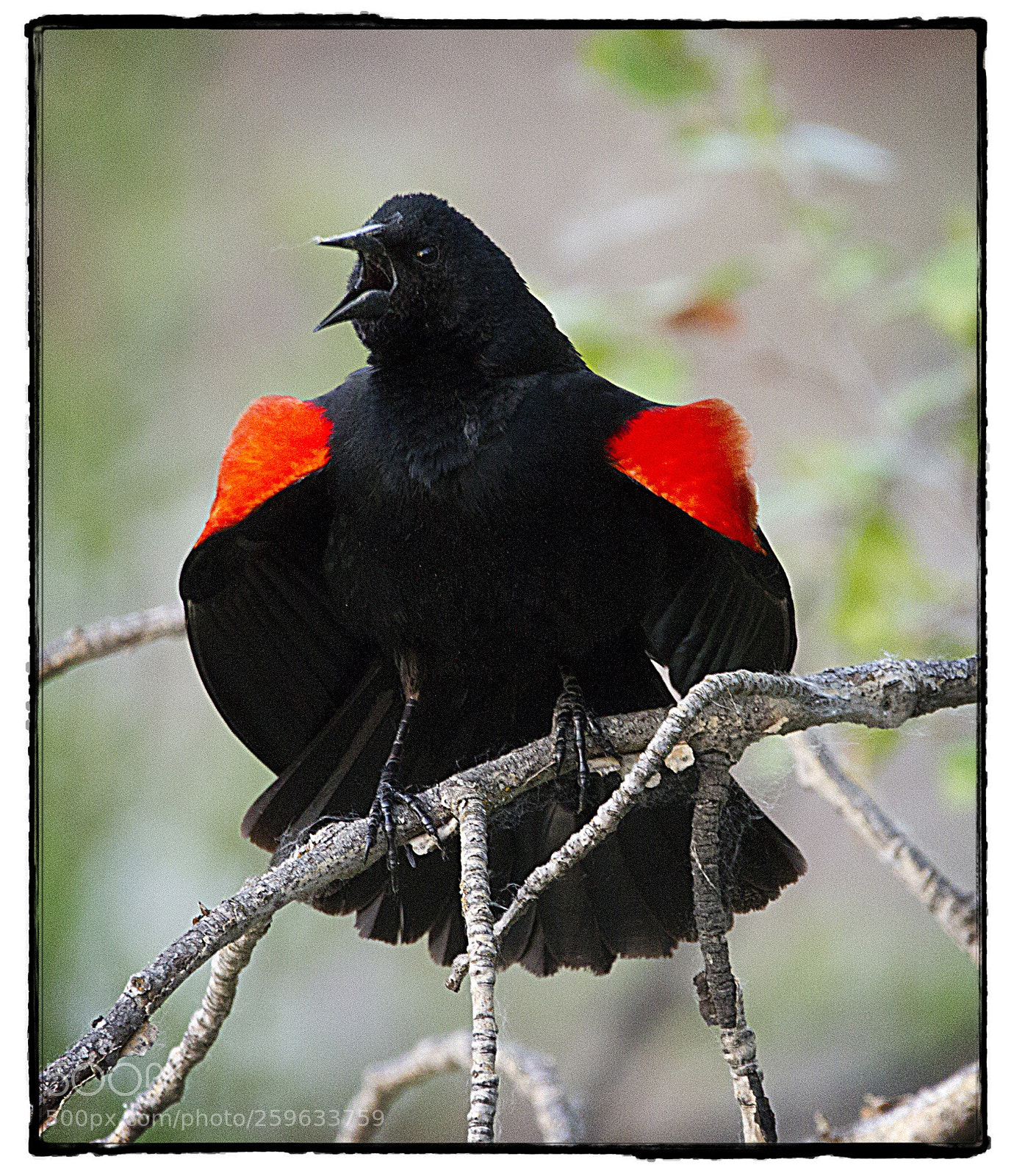 Canon EOS 7D sample photo. Red-winged blackbird callum. photography