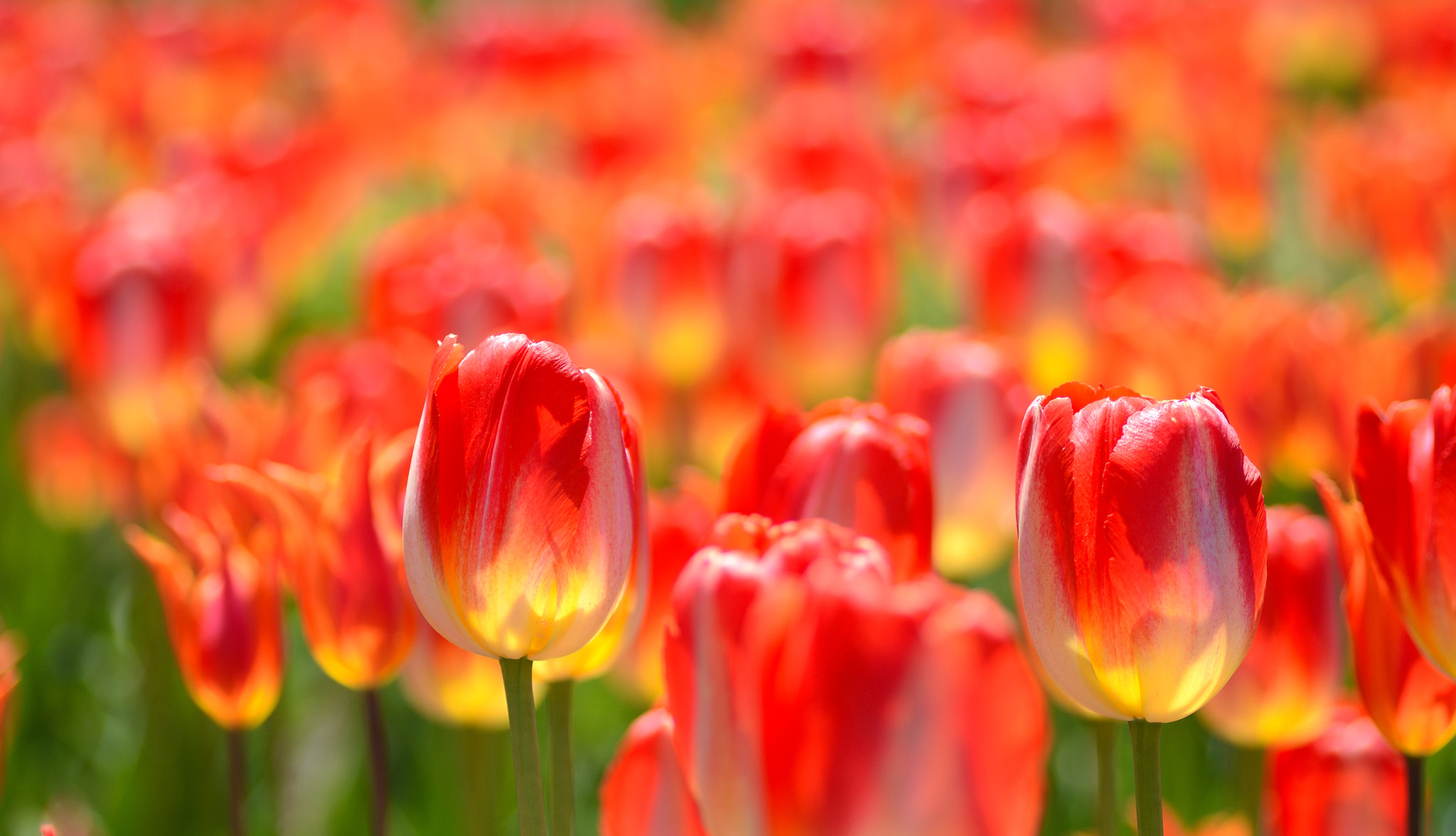 Nikon D7100 sample photo. Tulip photography