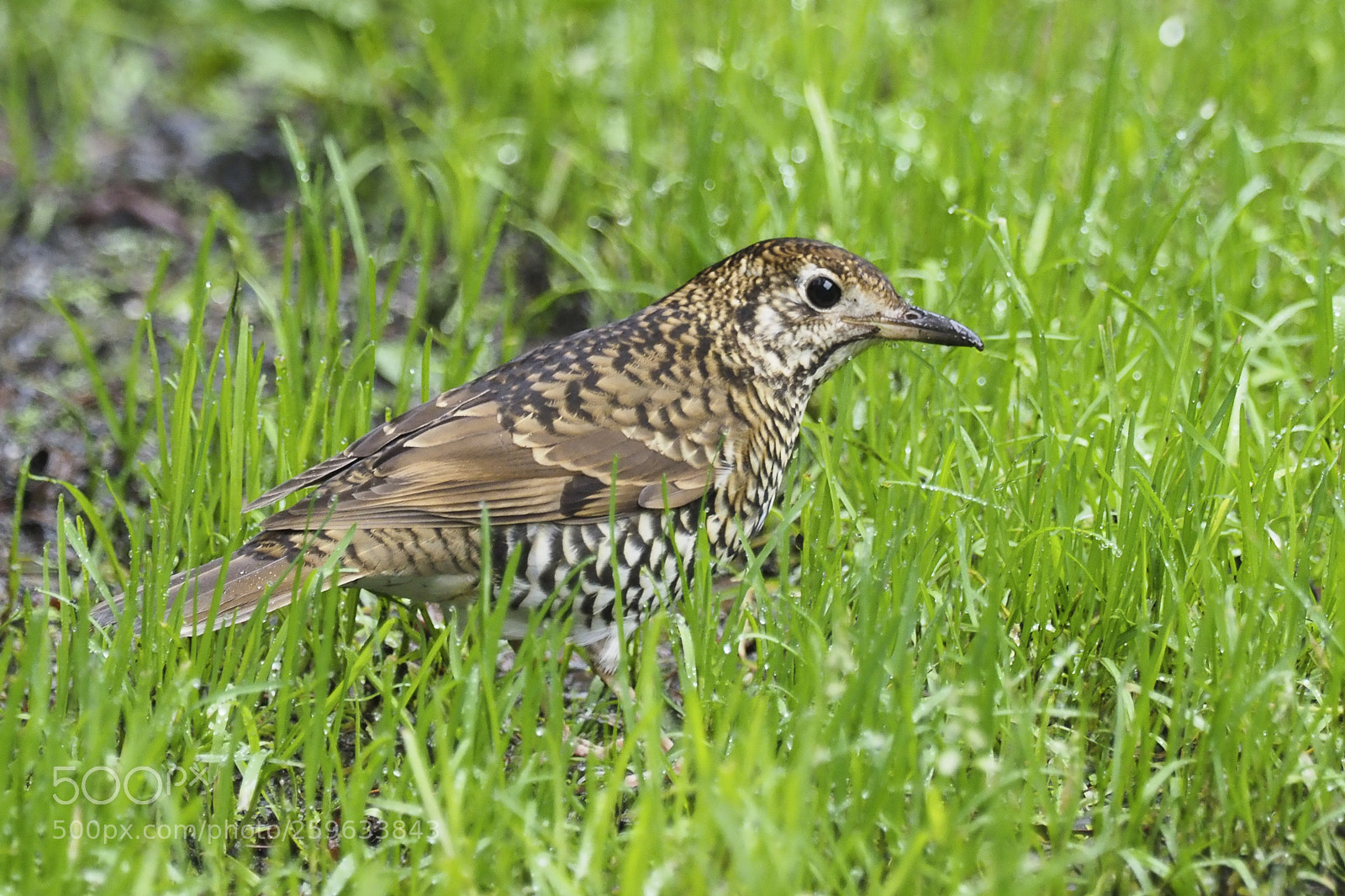 Olympus OM-D E-M1 Mark II sample photo. Bassian thrush photography