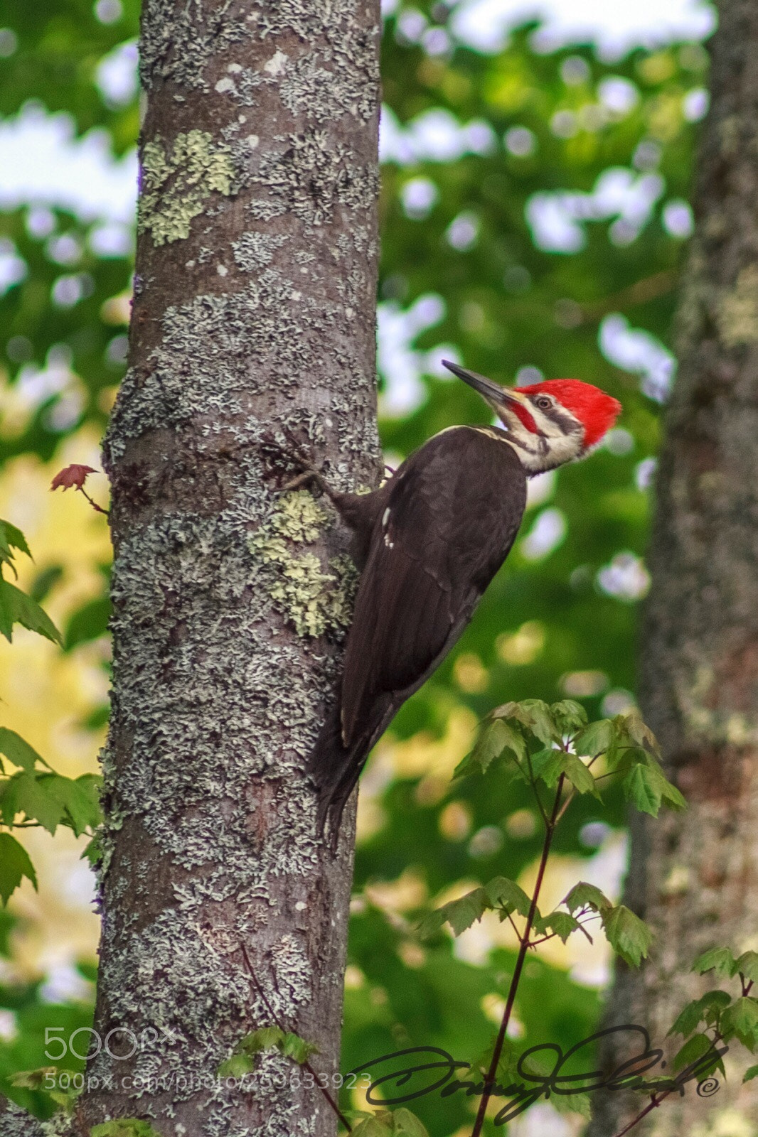 Canon EOS 60D sample photo. Pileated woodpecker photography