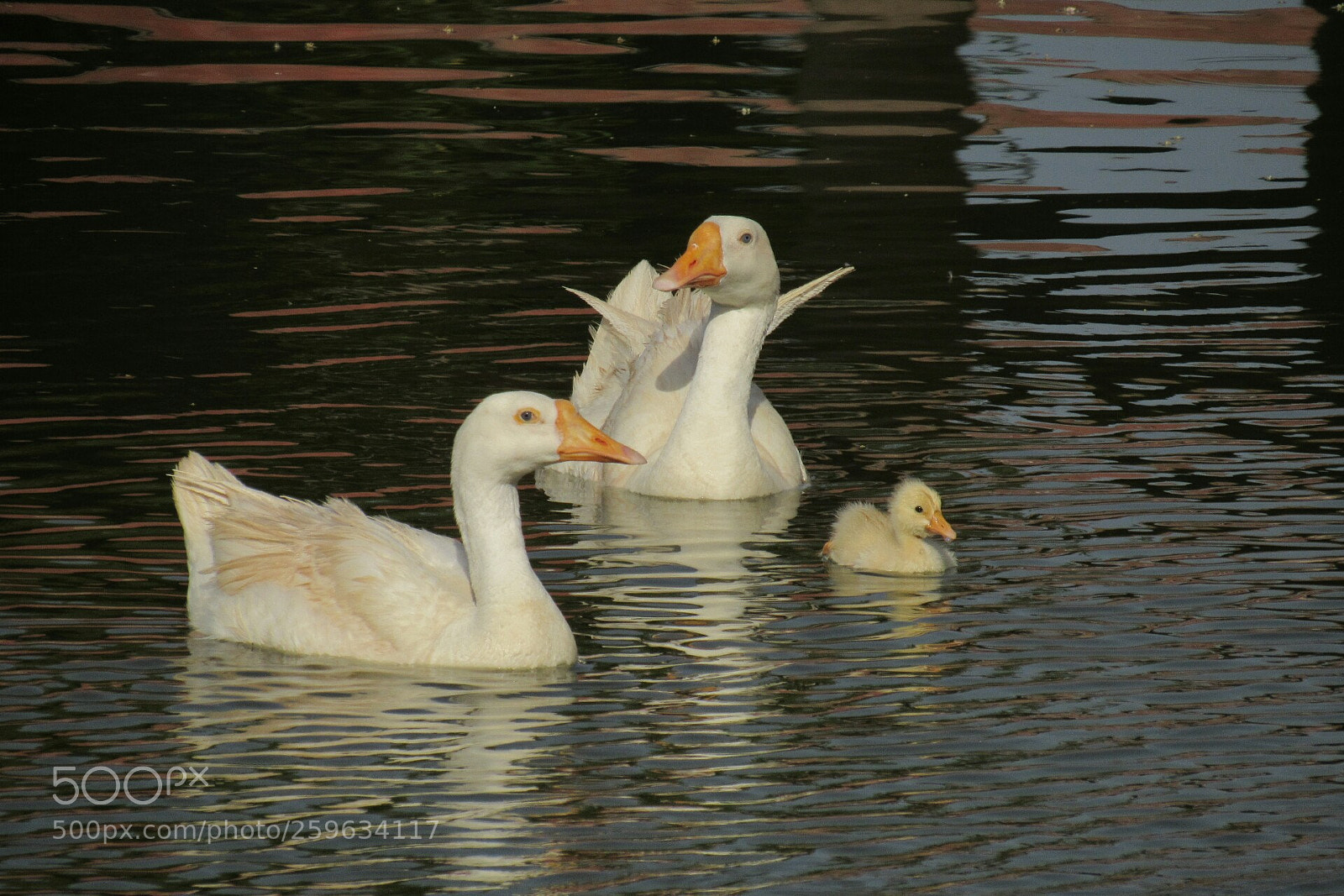 Canon PowerShot SX530 HS sample photo. Happy family. geese duck photography