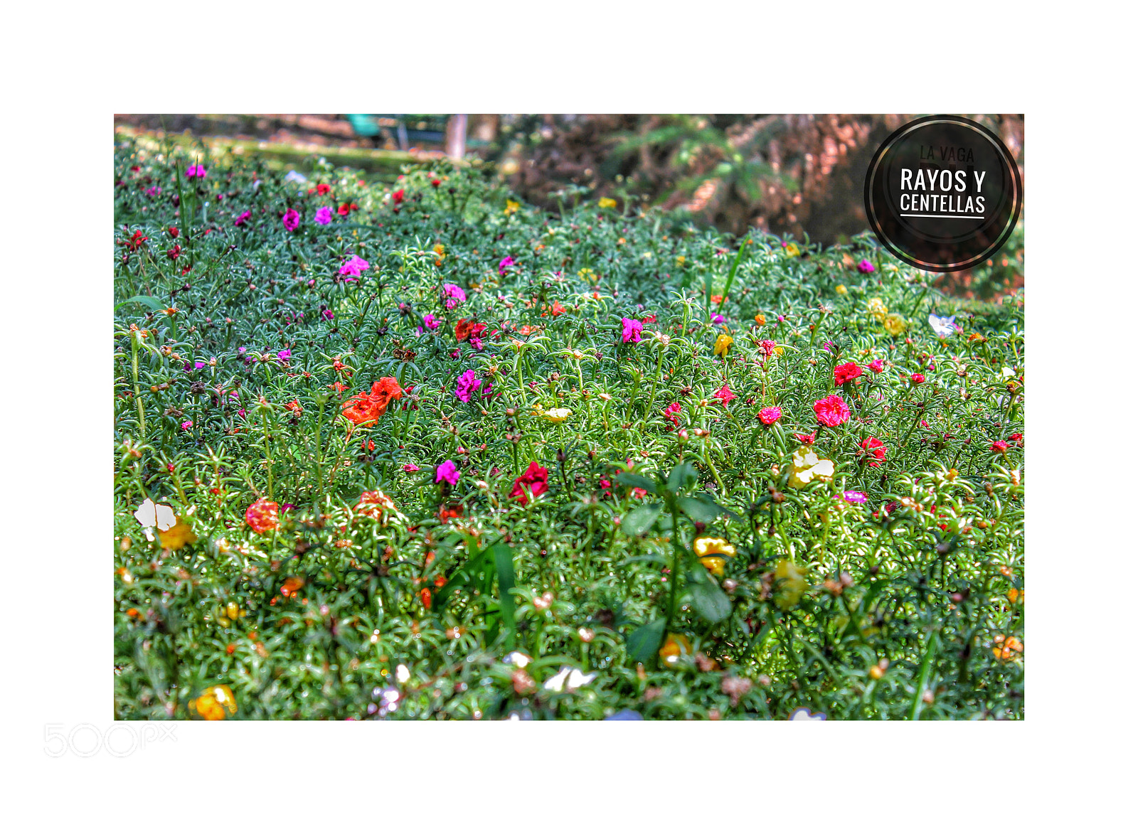 Canon EOS 550D (EOS Rebel T2i / EOS Kiss X4) sample photo. Un colorido jardin photography