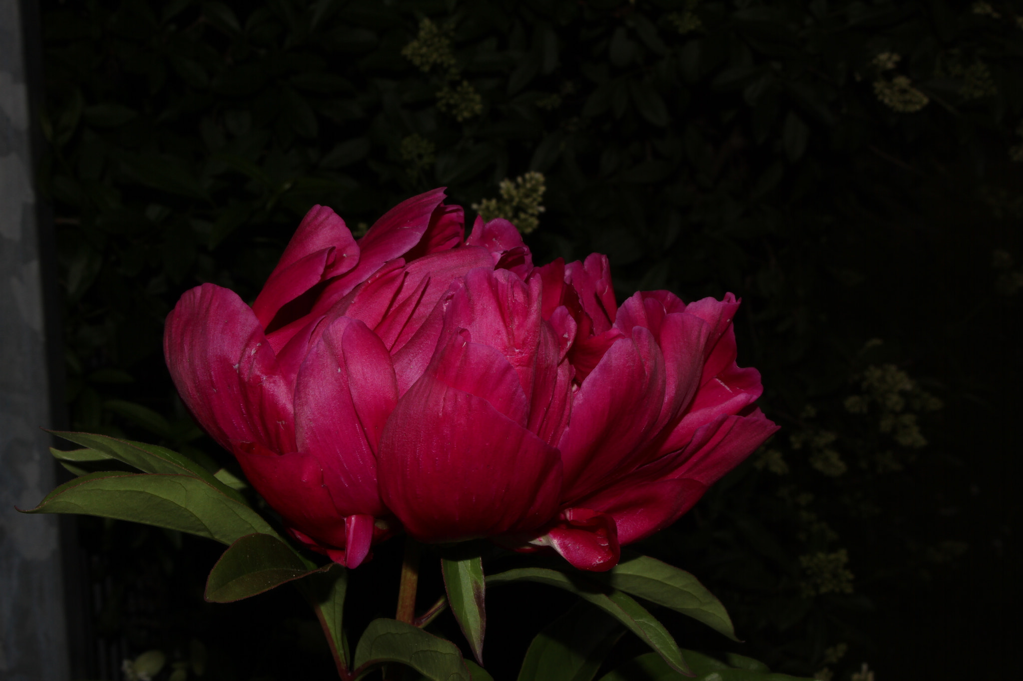 Canon EOS 600D (Rebel EOS T3i / EOS Kiss X5) sample photo. Pfingstrose photography
