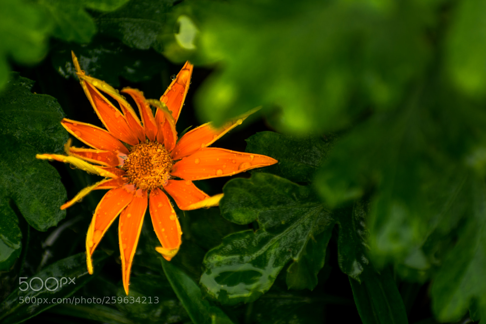 Nikon D5300 sample photo. Orangewildflower photography
