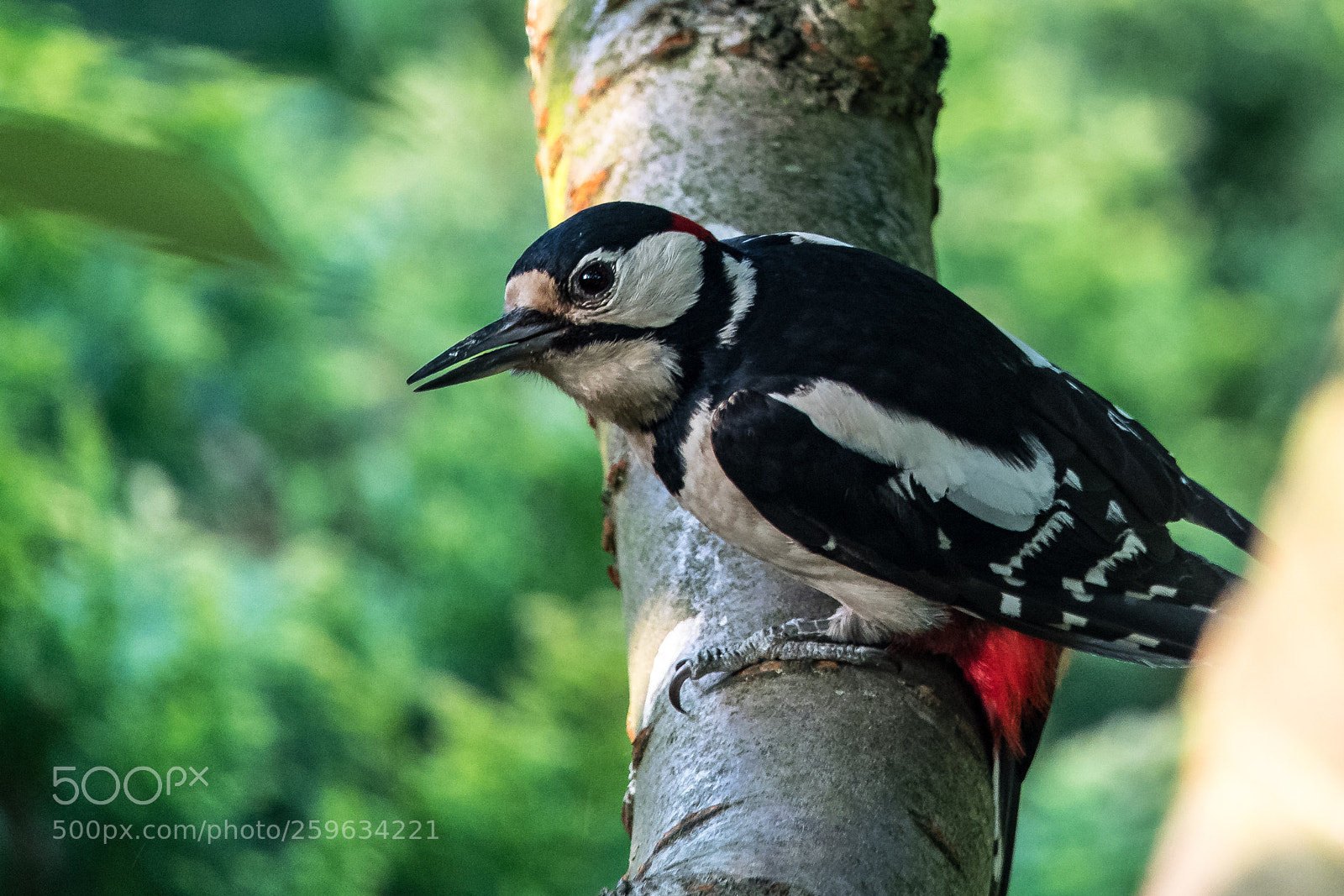 Nikon D850 sample photo. Great spotted woodpecker ii photography