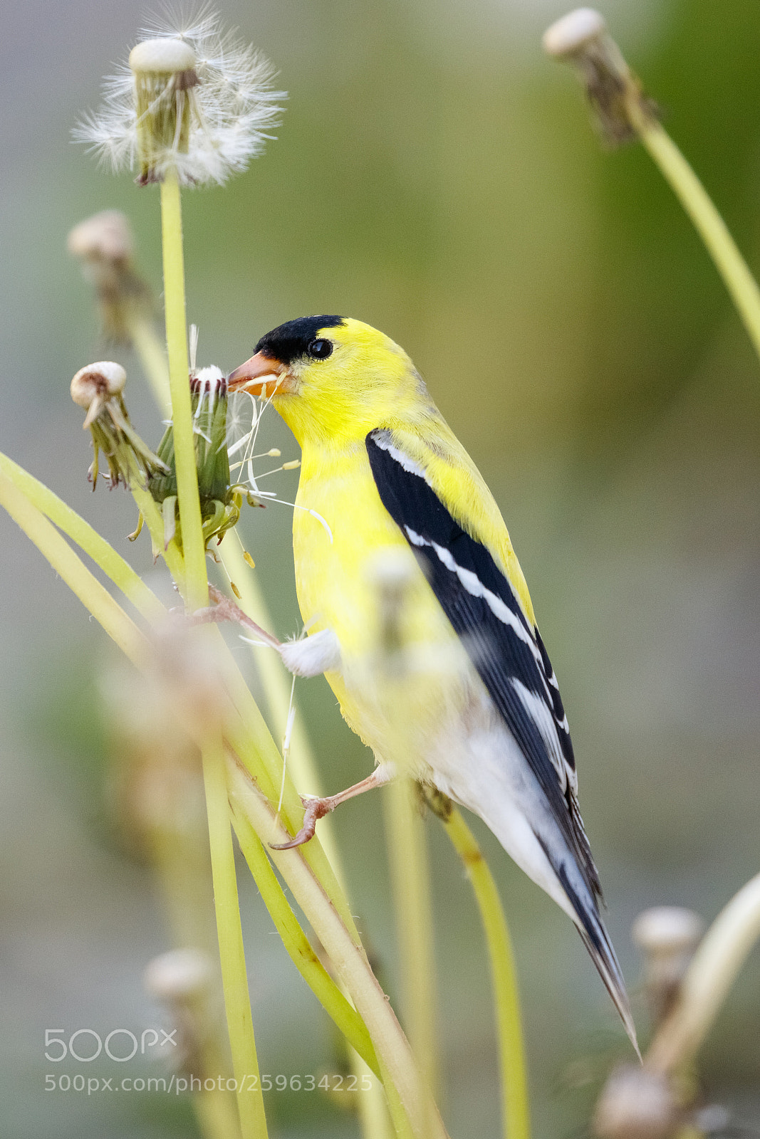 Canon EOS 5DS R sample photo. Dandelion breakfast photography