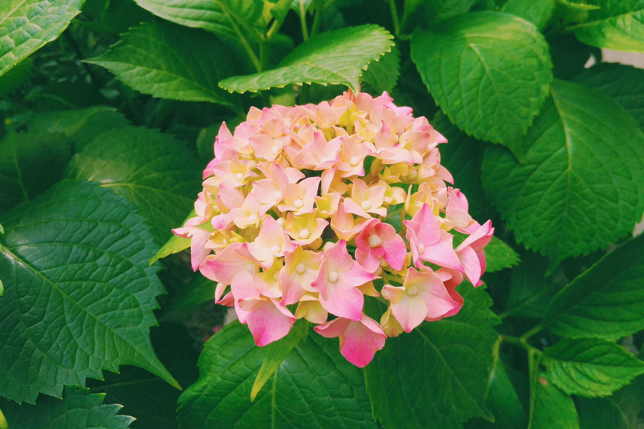 Xiaomi Redmi 4A sample photo
