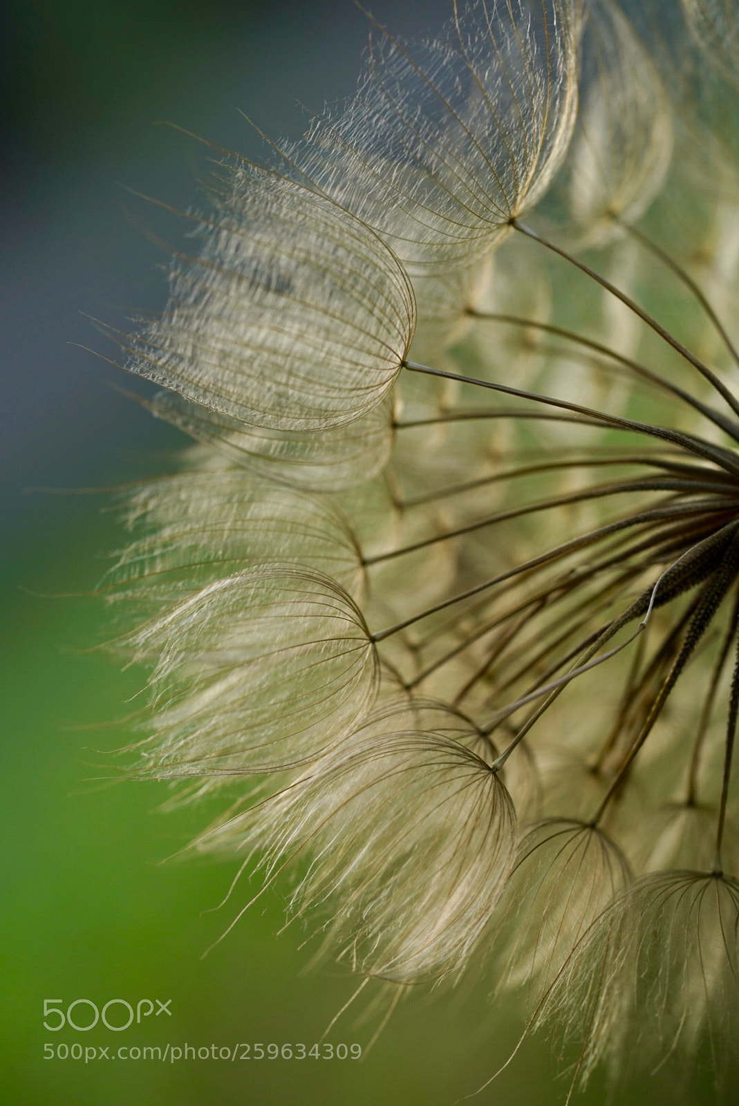 Sony a7R III sample photo. 蒲公英 photography