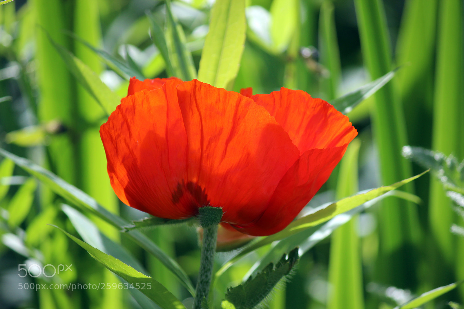 Canon EOS 600D (Rebel EOS T3i / EOS Kiss X5) sample photo. Sensitive beauty photography