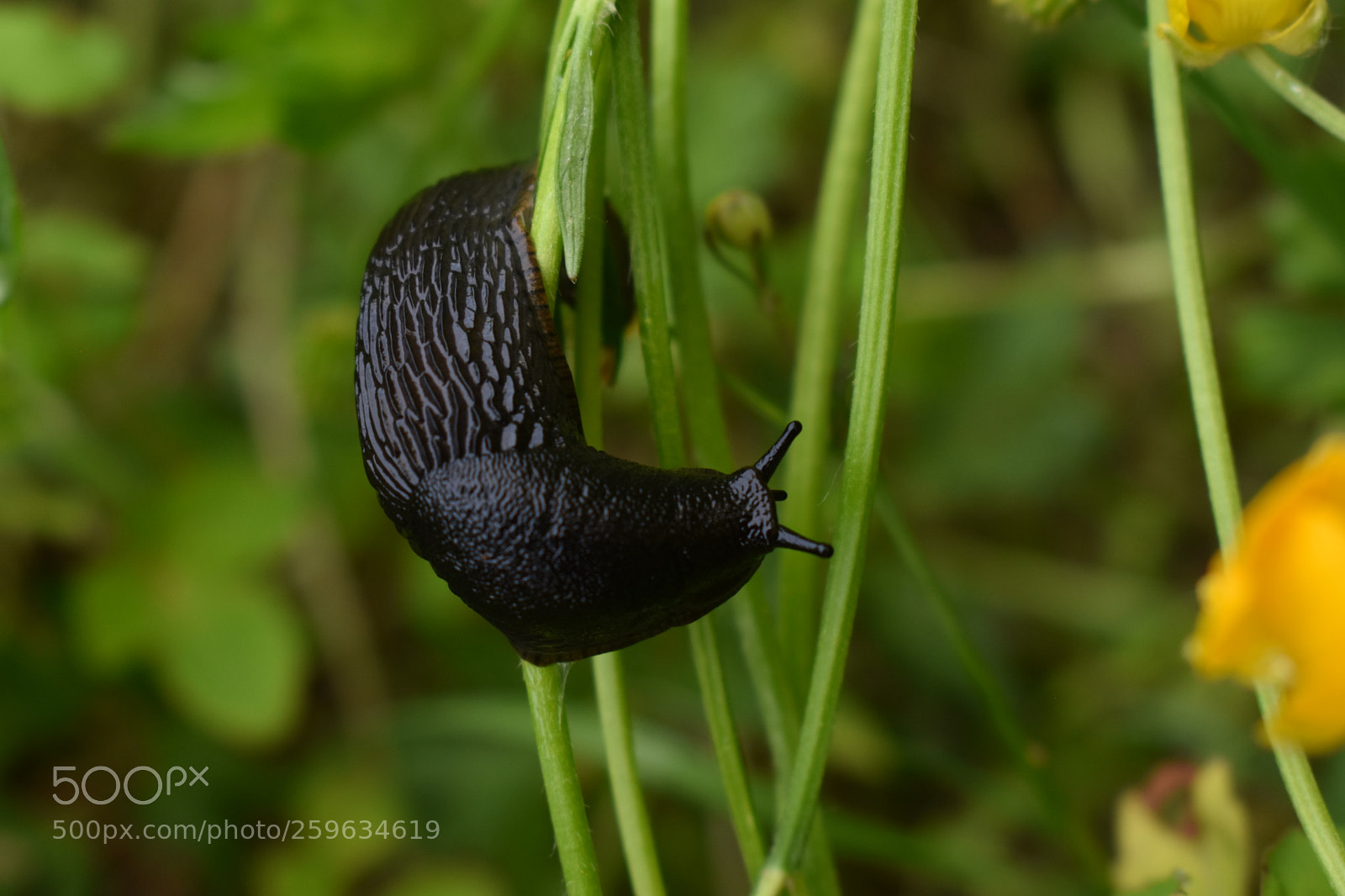 Nikon D3400 sample photo. Slug photography