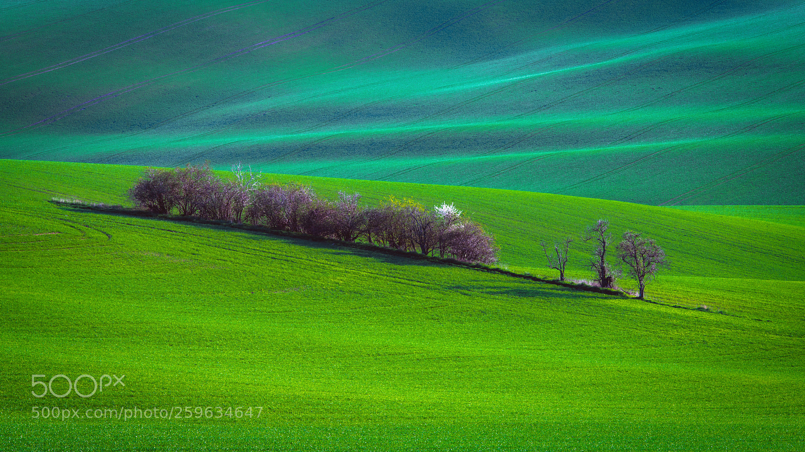 Nikon D850 sample photo. Spring fields photography