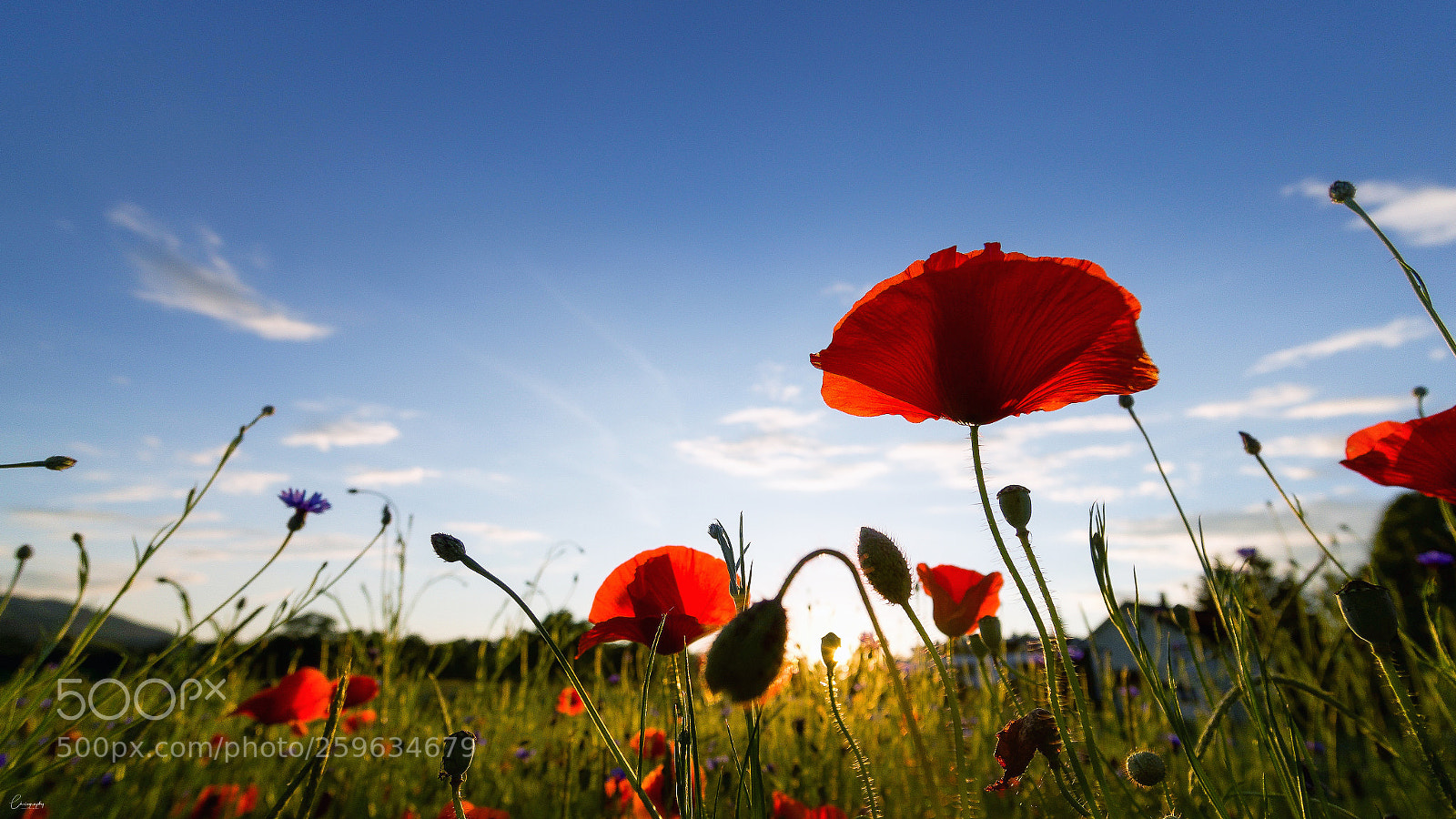 Sony a6500 sample photo. Poppies under a blue photography