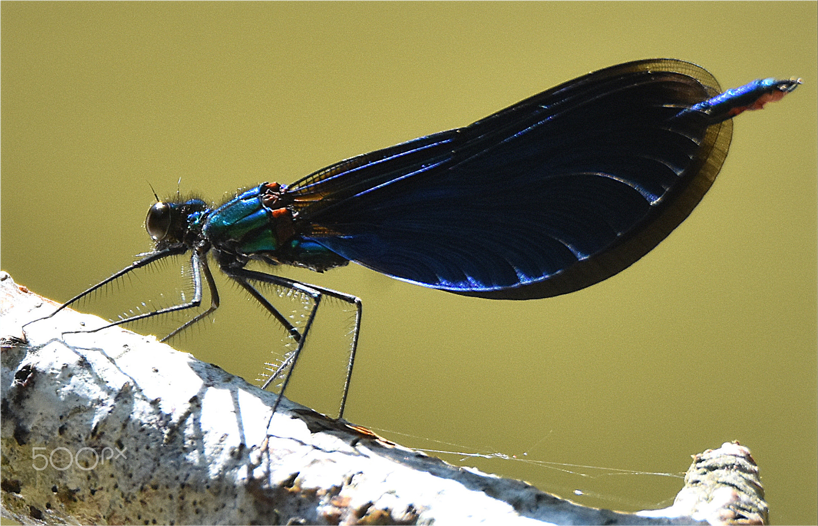 Nikon D7200 sample photo. "magnificent dragonfly,;;" photography