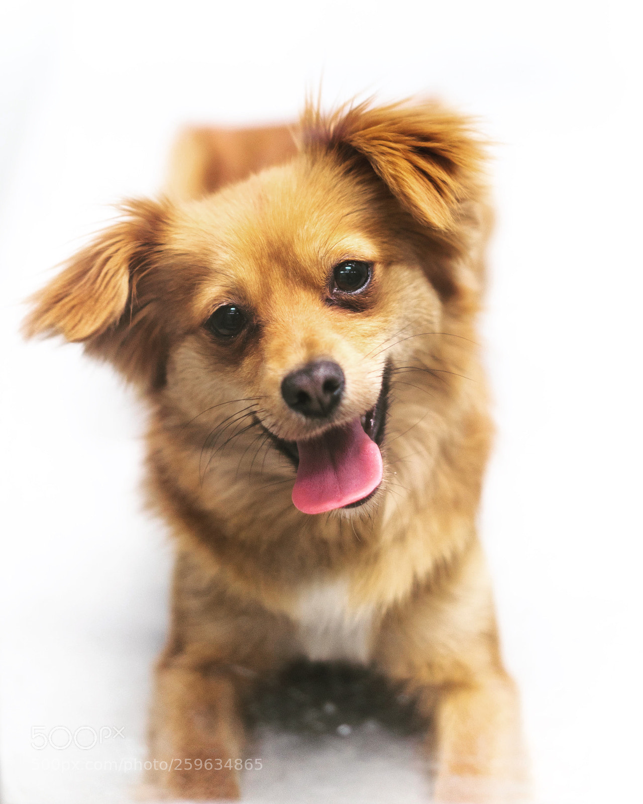 Sony a7R III sample photo. Come adopt me ! photography