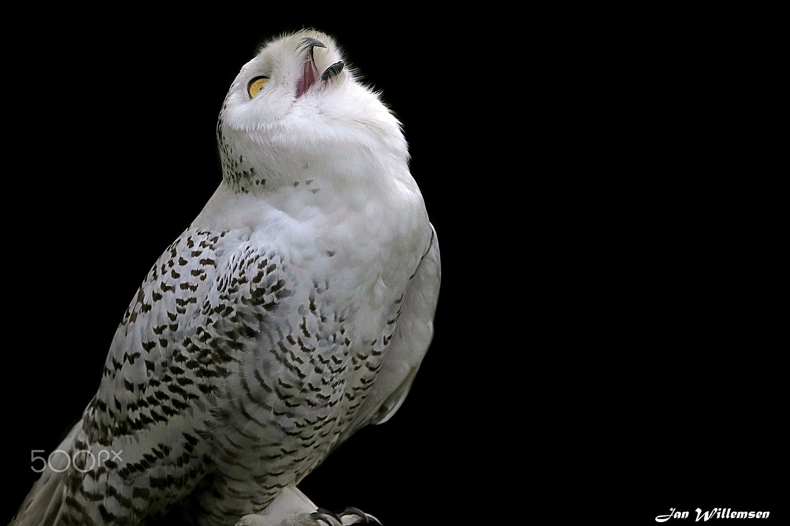 Canon EF 300mm F2.8L IS II USM sample photo. Snowy owl photography