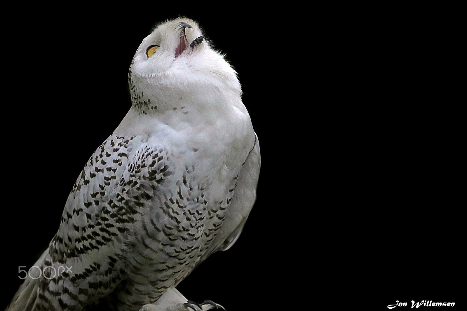 Canon EOS-1D X Mark II + Canon EF 300mm F2.8L IS II USM sample photo. Snowy owl photography