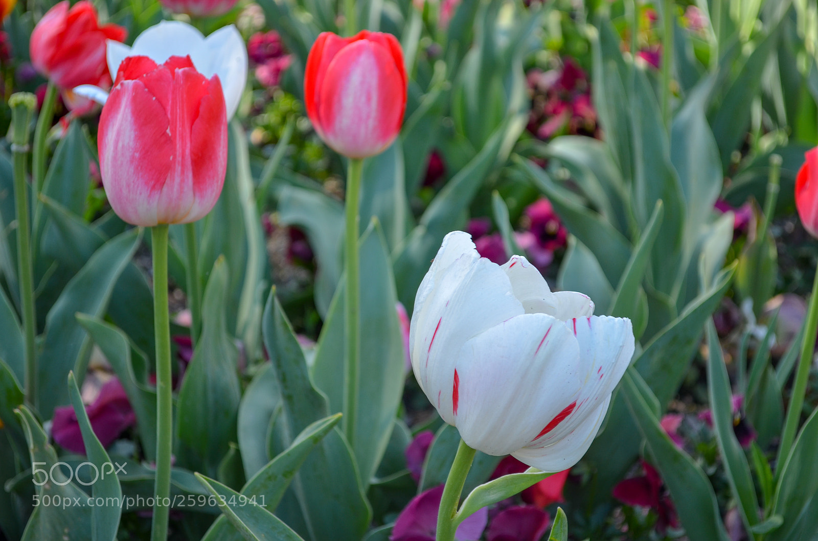 Nikon D5100 sample photo. Floriade photography