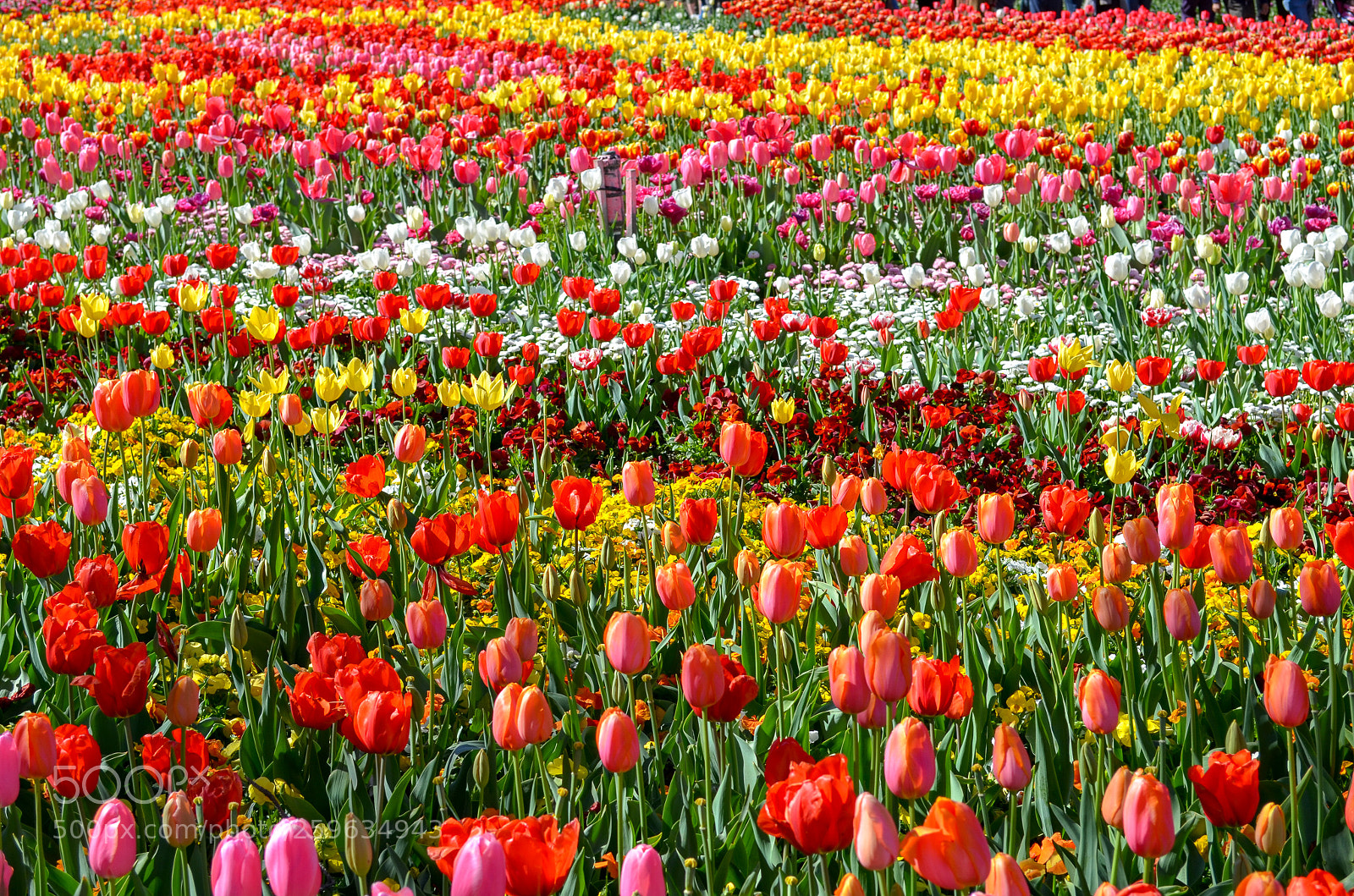Nikon D5100 sample photo. Floriade photography