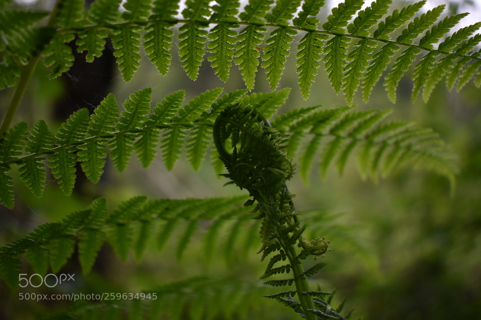 Nikon D3400 sample photo. Ferns photography