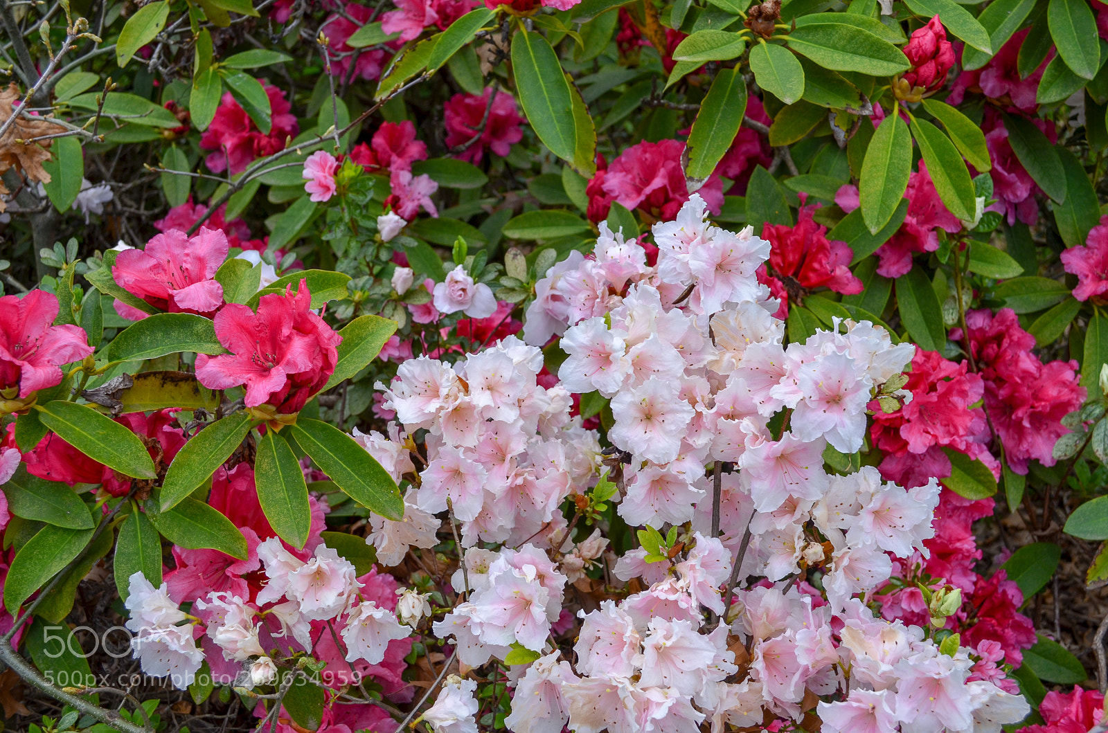 Nikon D5100 sample photo. Floriade photography