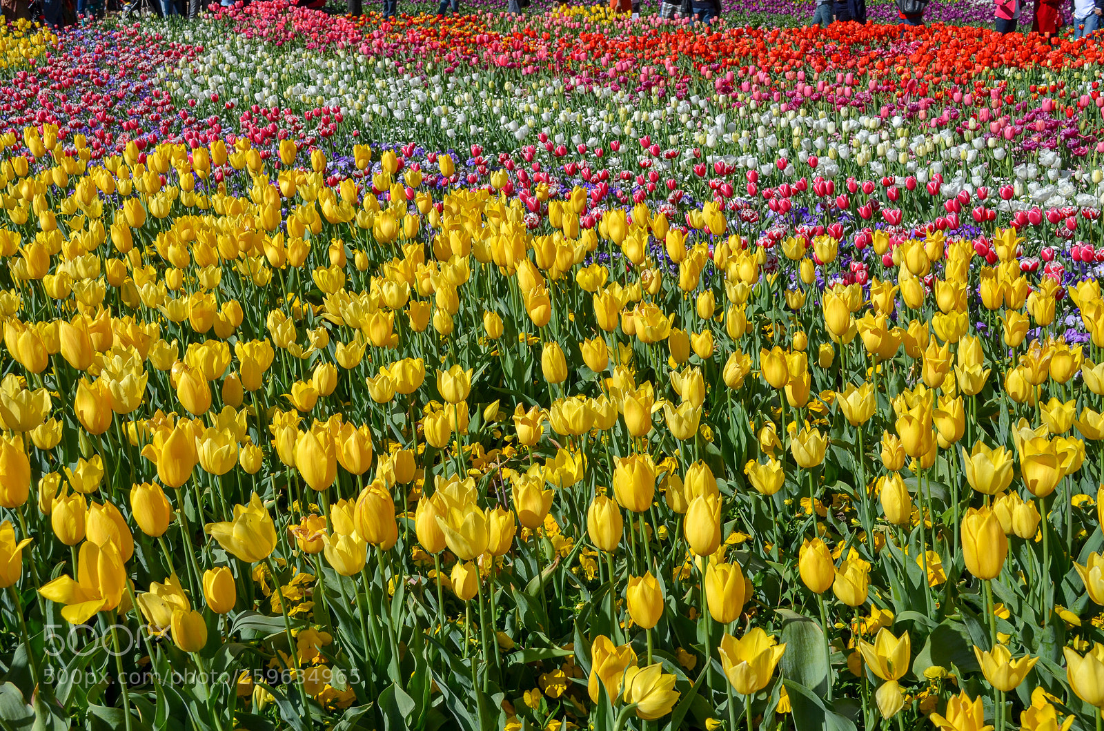 Nikon D5100 sample photo. Floriade photography