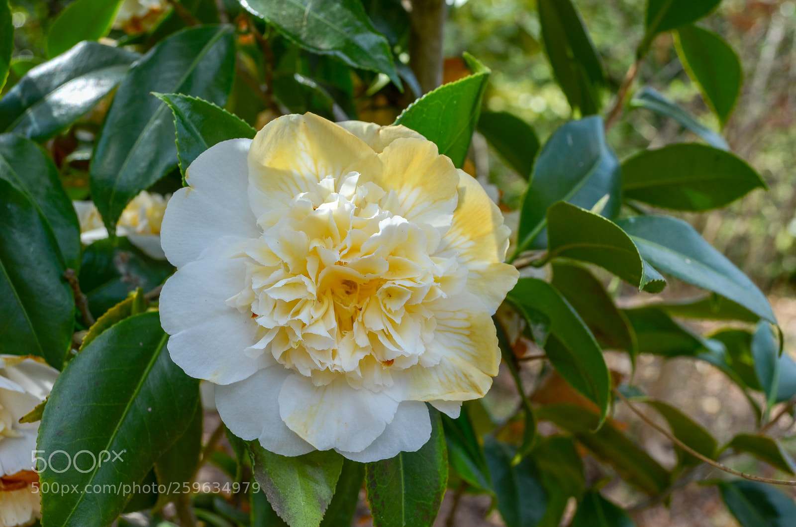 Nikon D5100 sample photo. Floriade photography