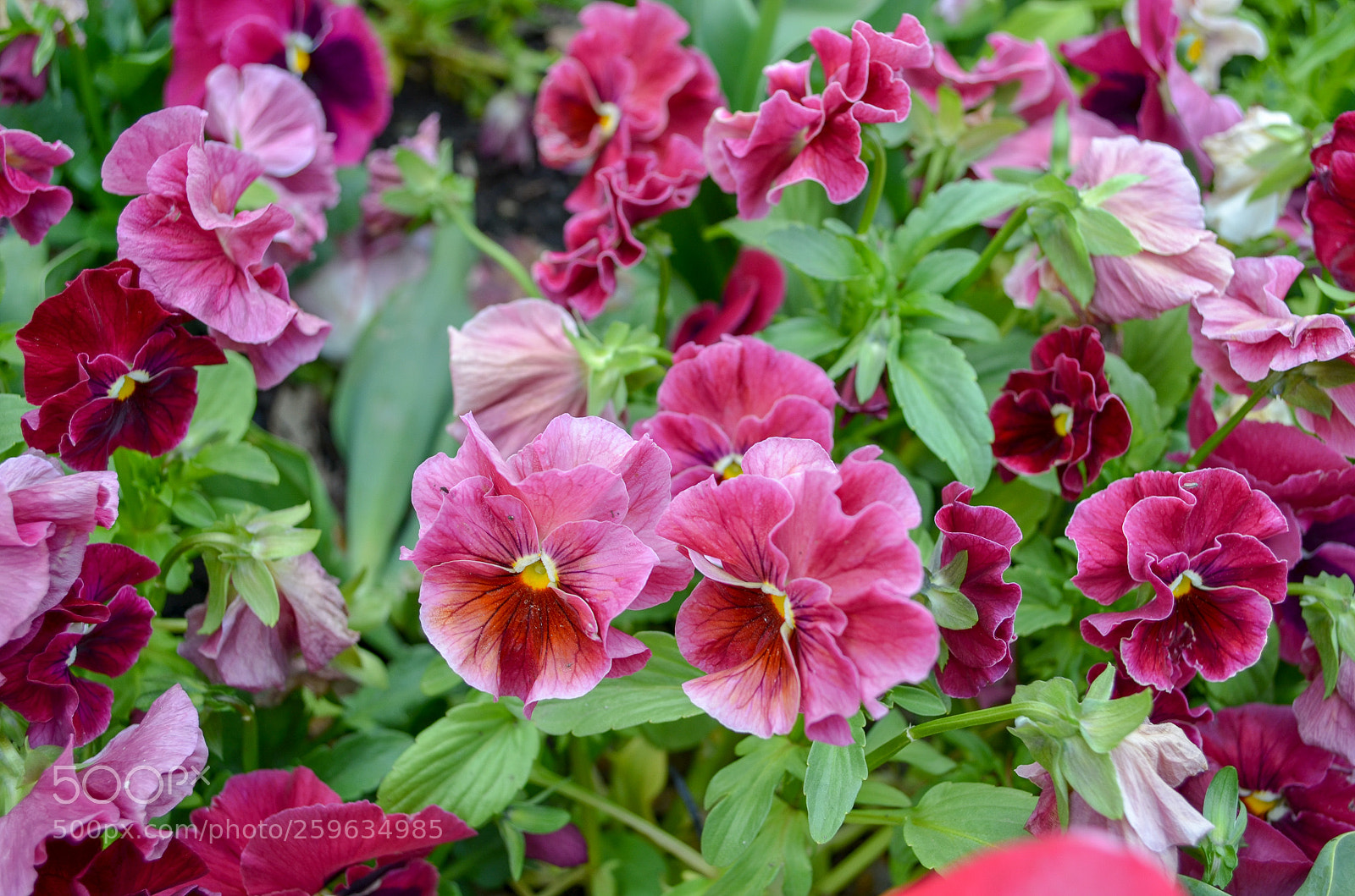 Nikon D5100 sample photo. Floriade photography