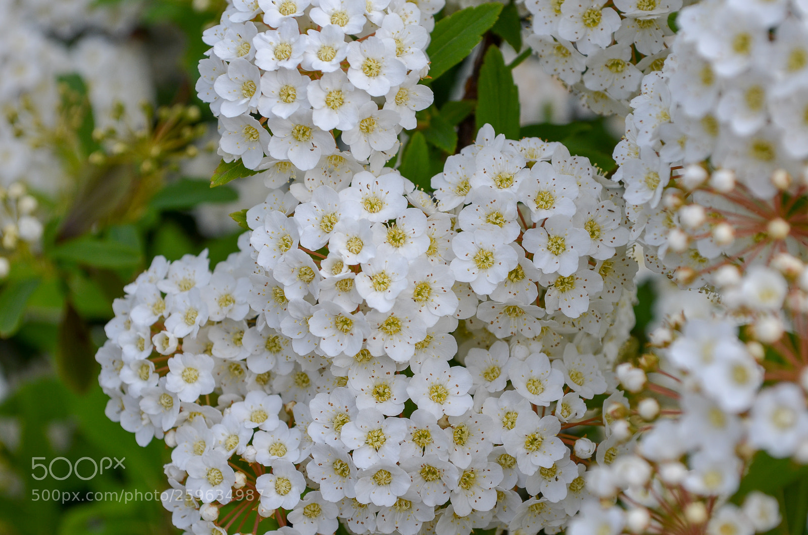 Nikon D5100 sample photo. Floriade photography