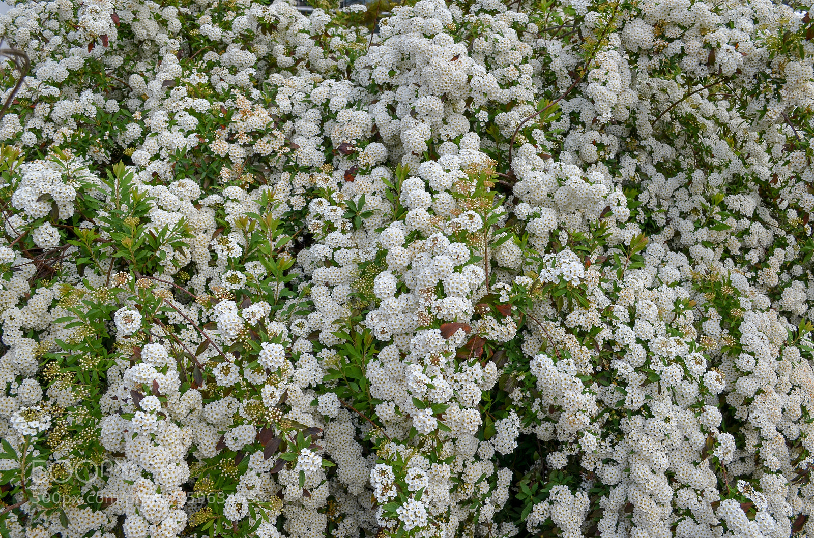 Nikon D5100 sample photo. Floriade photography