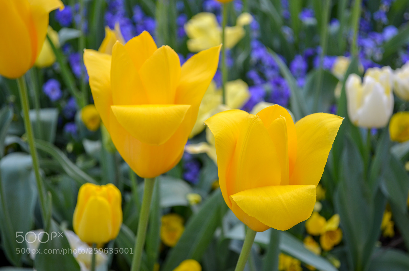 Nikon D5100 sample photo. Floriade photography