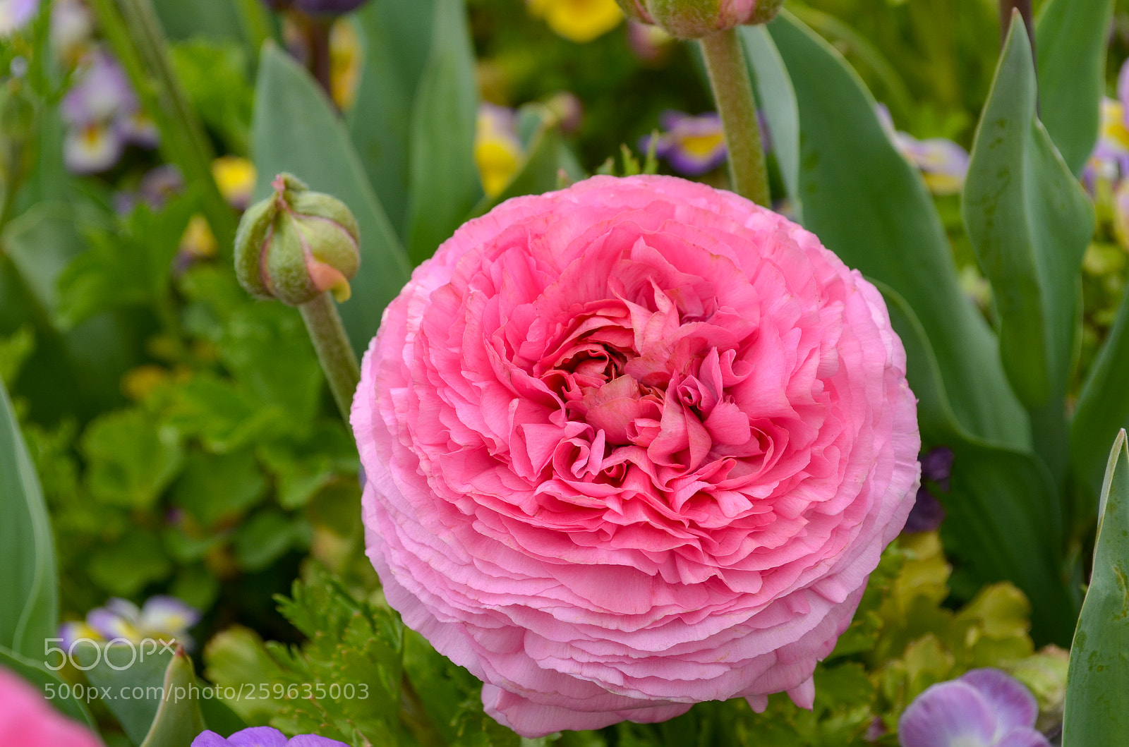 Nikon D5100 sample photo. Floriade photography