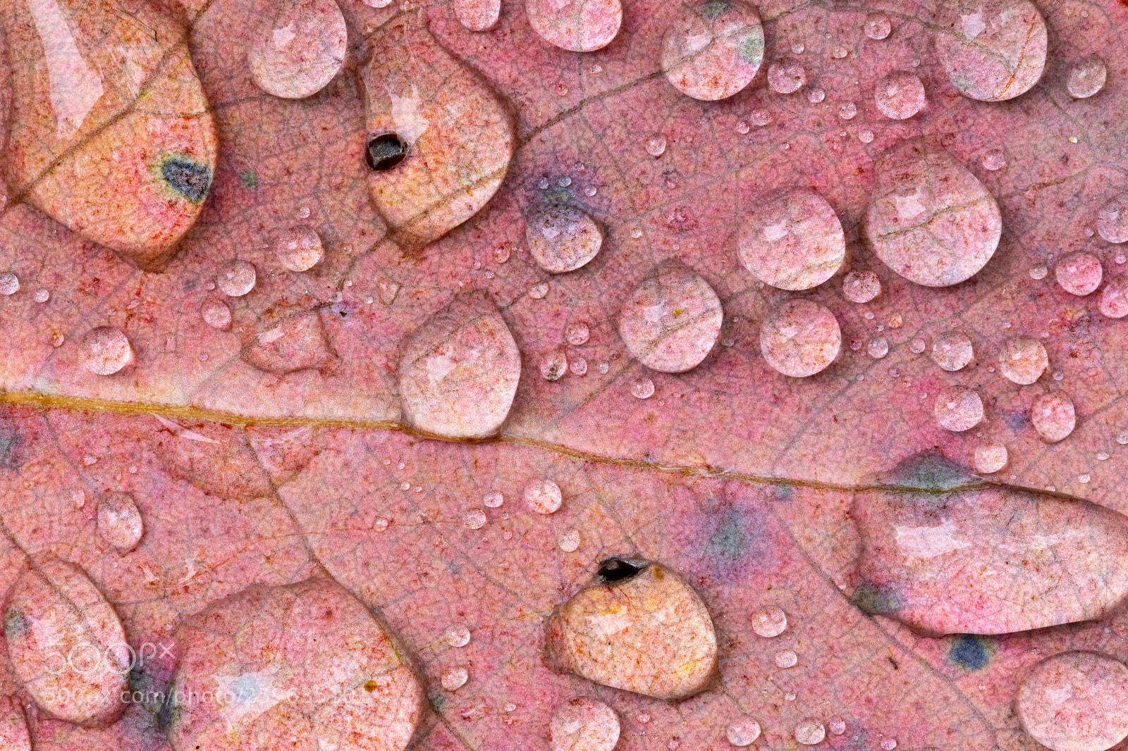 Canon EOS 5D Mark IV sample photo. Raindrops on gum leaf photography