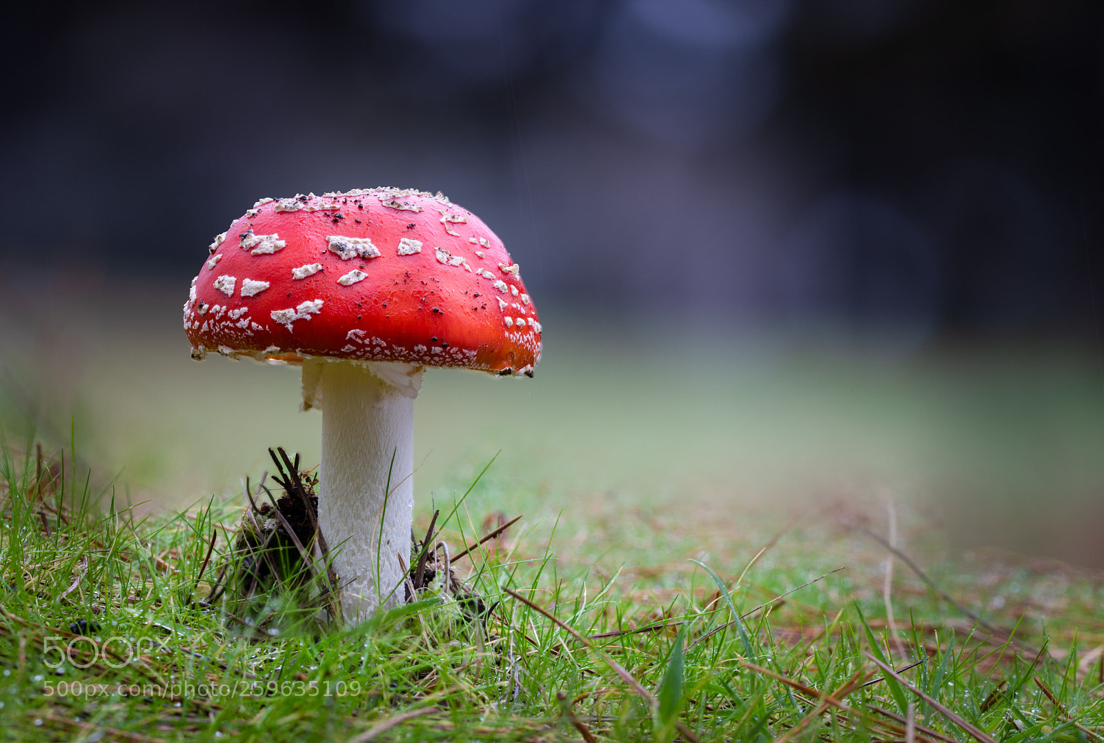 Canon EOS 5D Mark IV sample photo. Fly agaric 2 photography