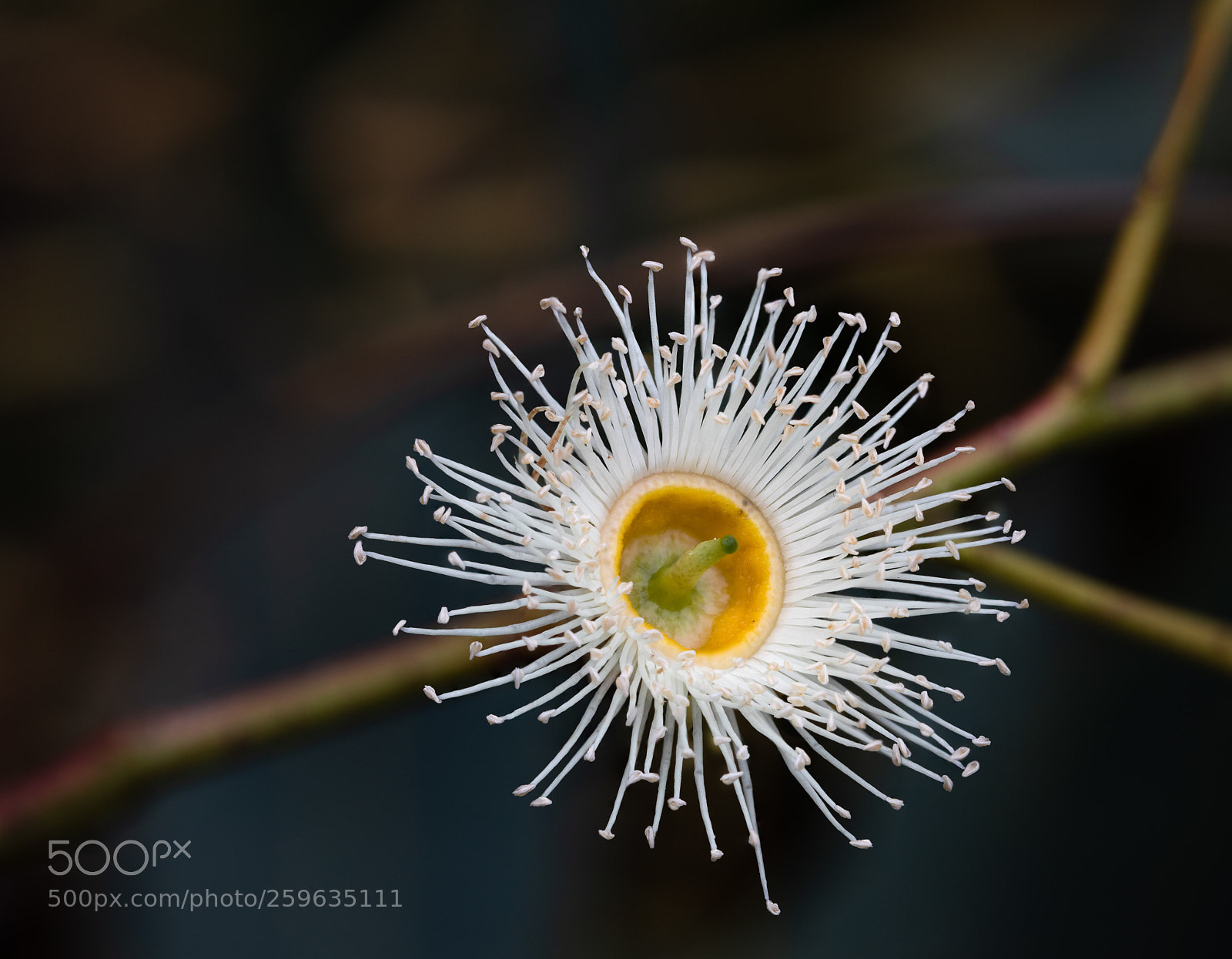 Canon EOS 5D Mark IV sample photo. Geoffshaw edit photography