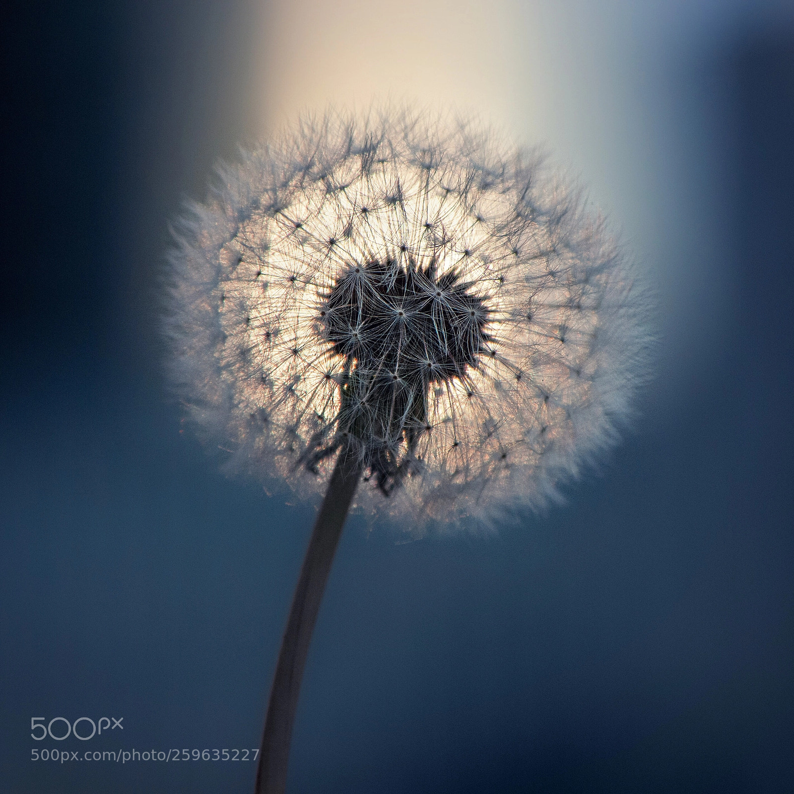 Nikon D300S sample photo. A good night dandelion photography