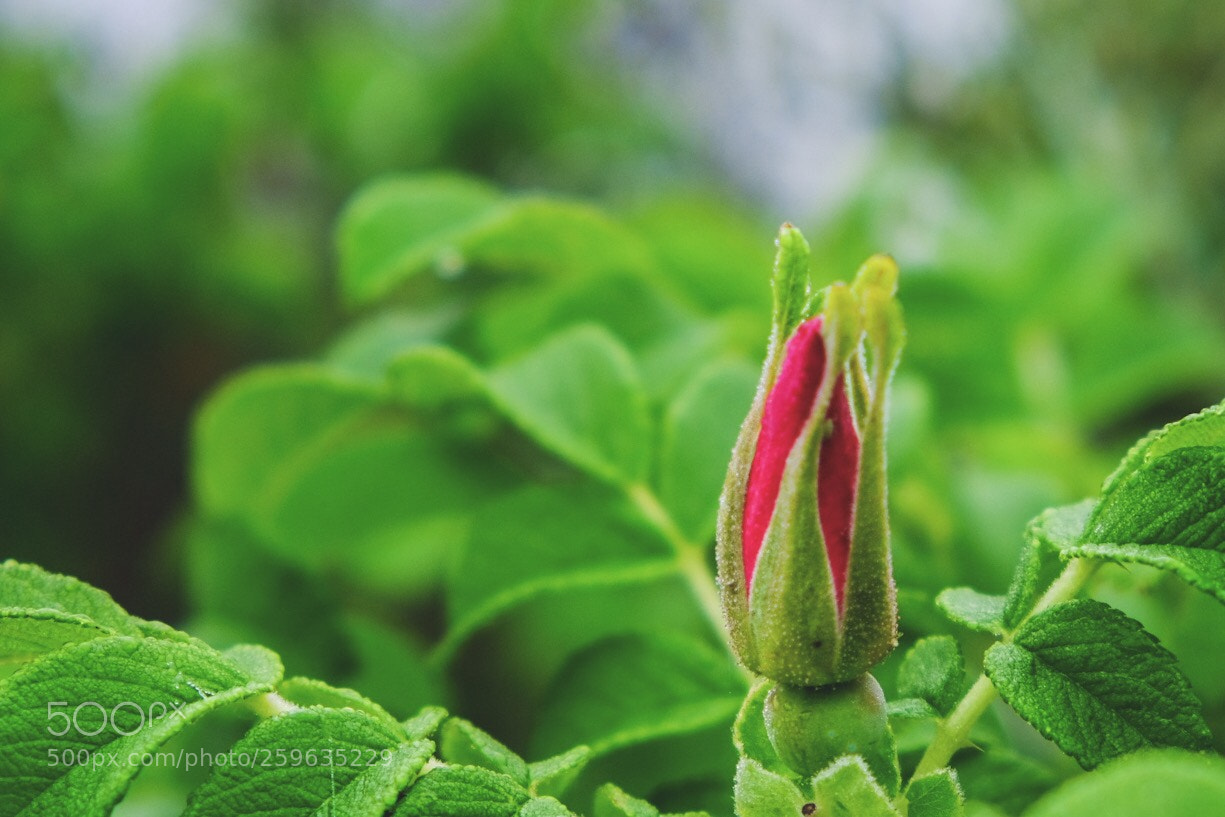 Fujifilm X-T20 sample photo. Untitled photography