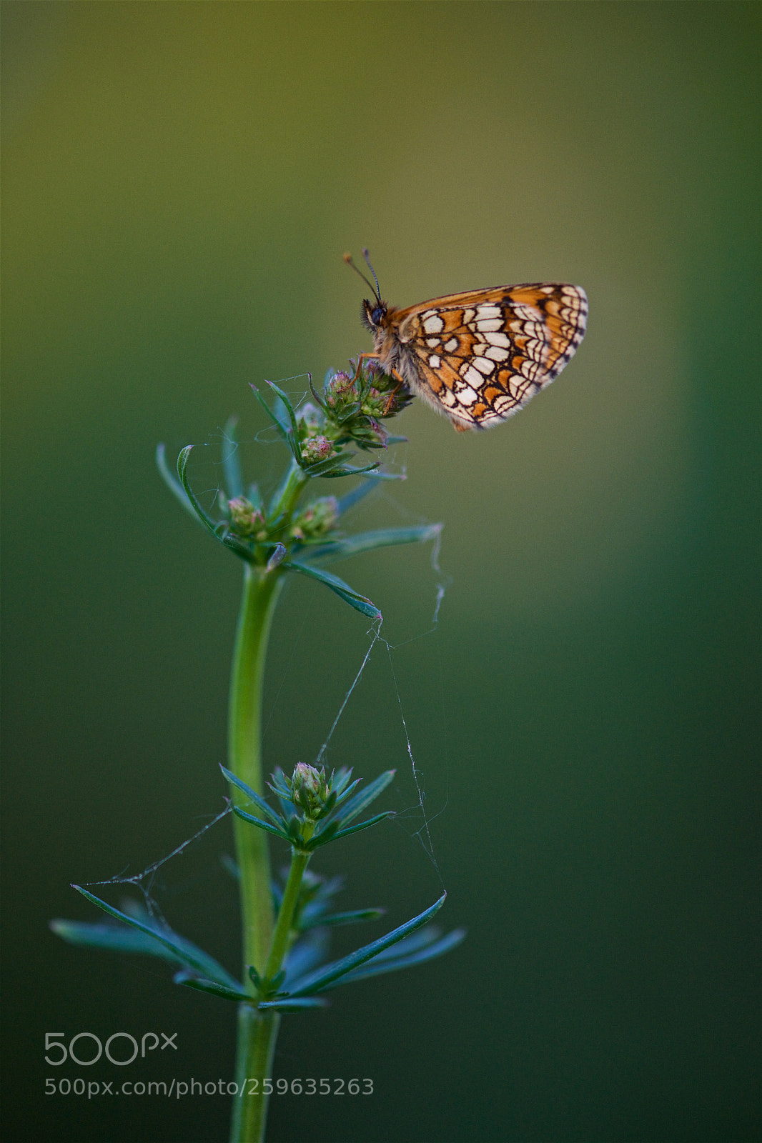 Nikon D810 sample photo. Beauty. photography