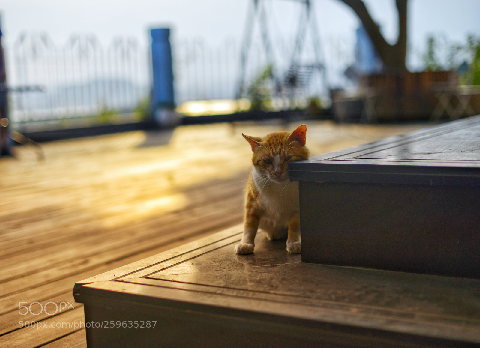 Nikon D610 sample photo. Untitled photography